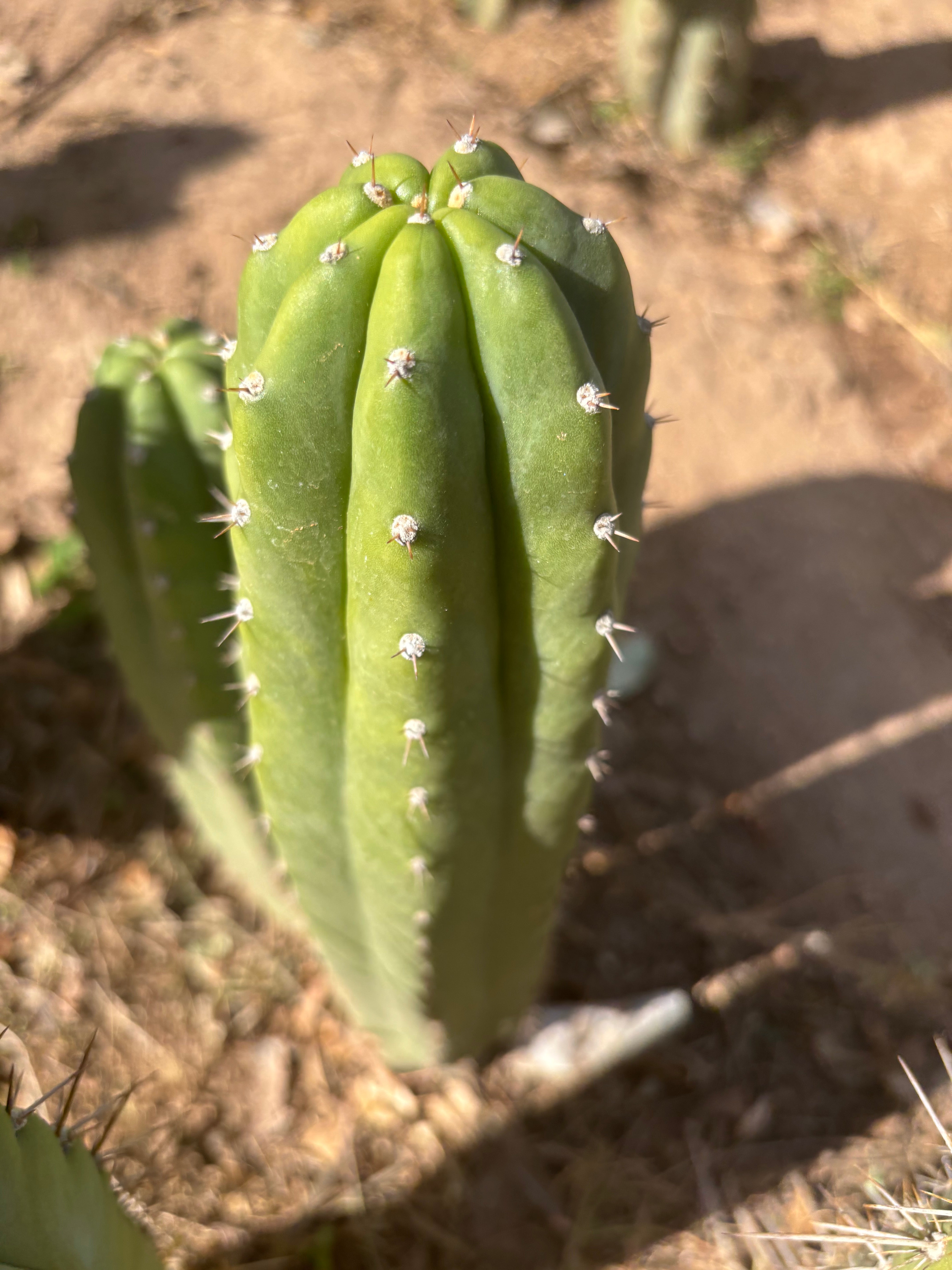 👑 Lancas Mountain — 12” Pup