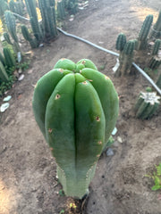 💎👑🌶️ LMP — 9” Tip