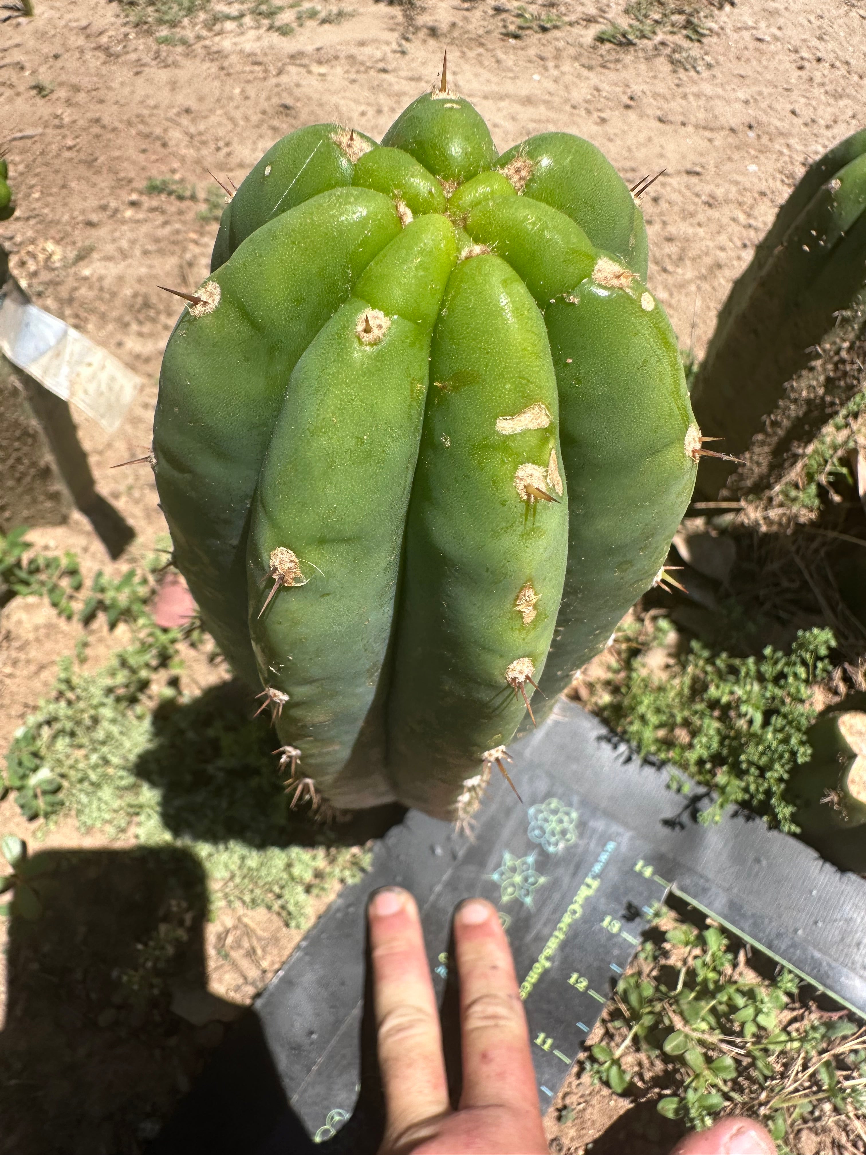 👑🌶️🌶️ Landfill — 11” Pup