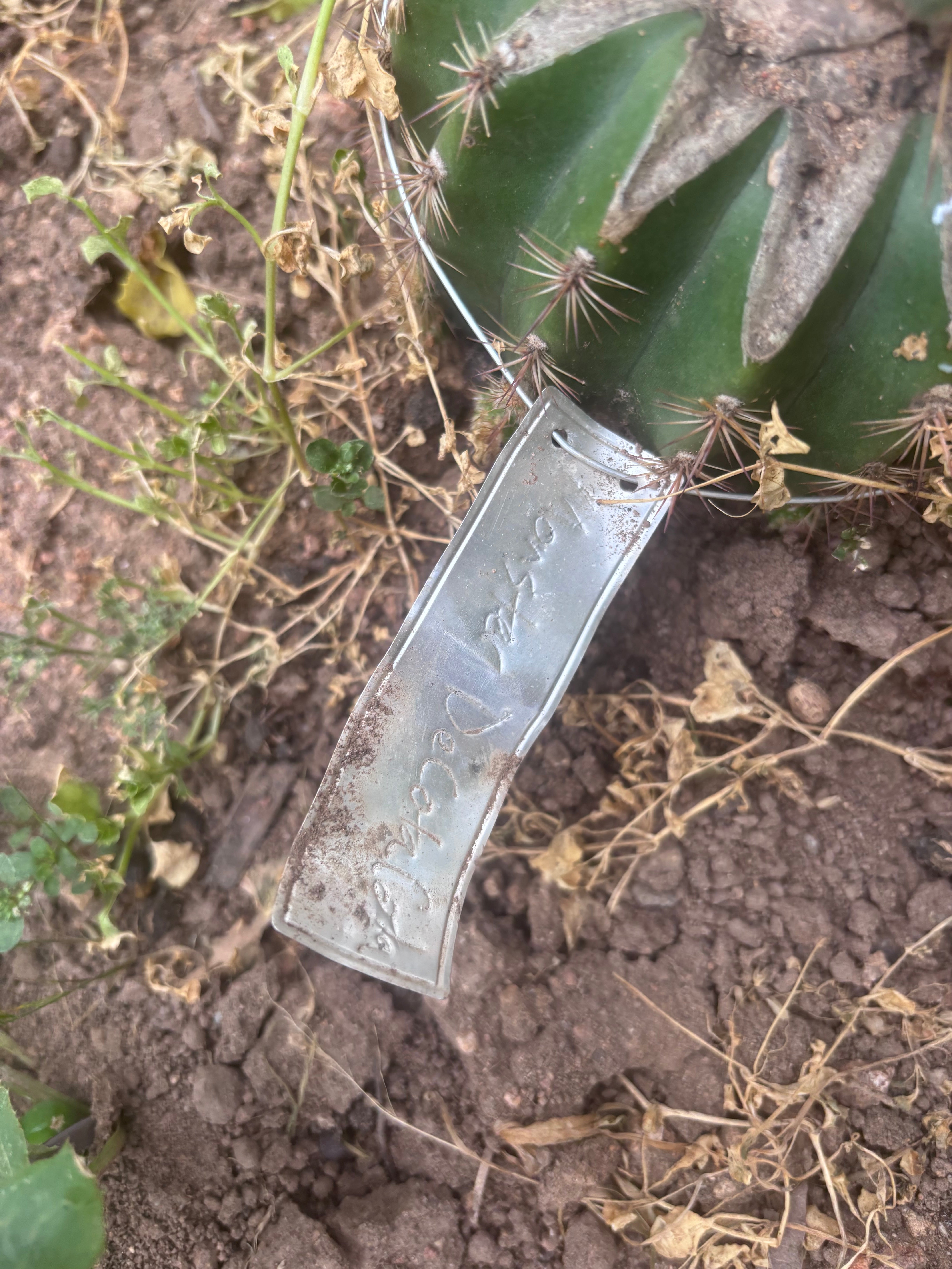💎👑💎🌶️ Monster De Cota Cota — 7” Tip