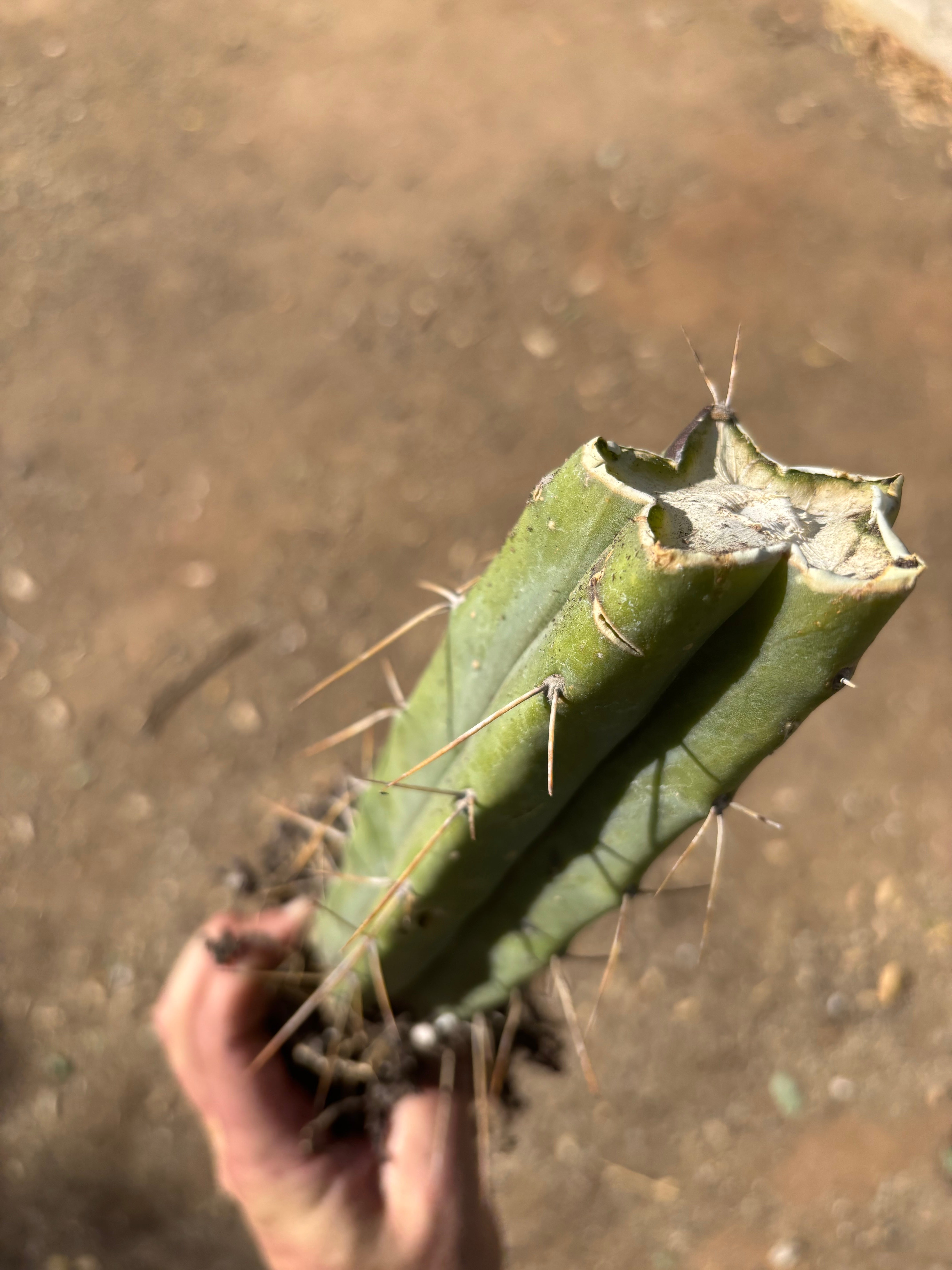 👑🌶️ BBB — Another Fully Rooted Stump — 12”