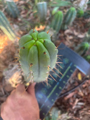 👑🌶️🌶️ Pala — Another 9” Tip