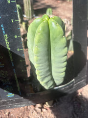 💎👑💎🌶️ Ferah — 7” Pup