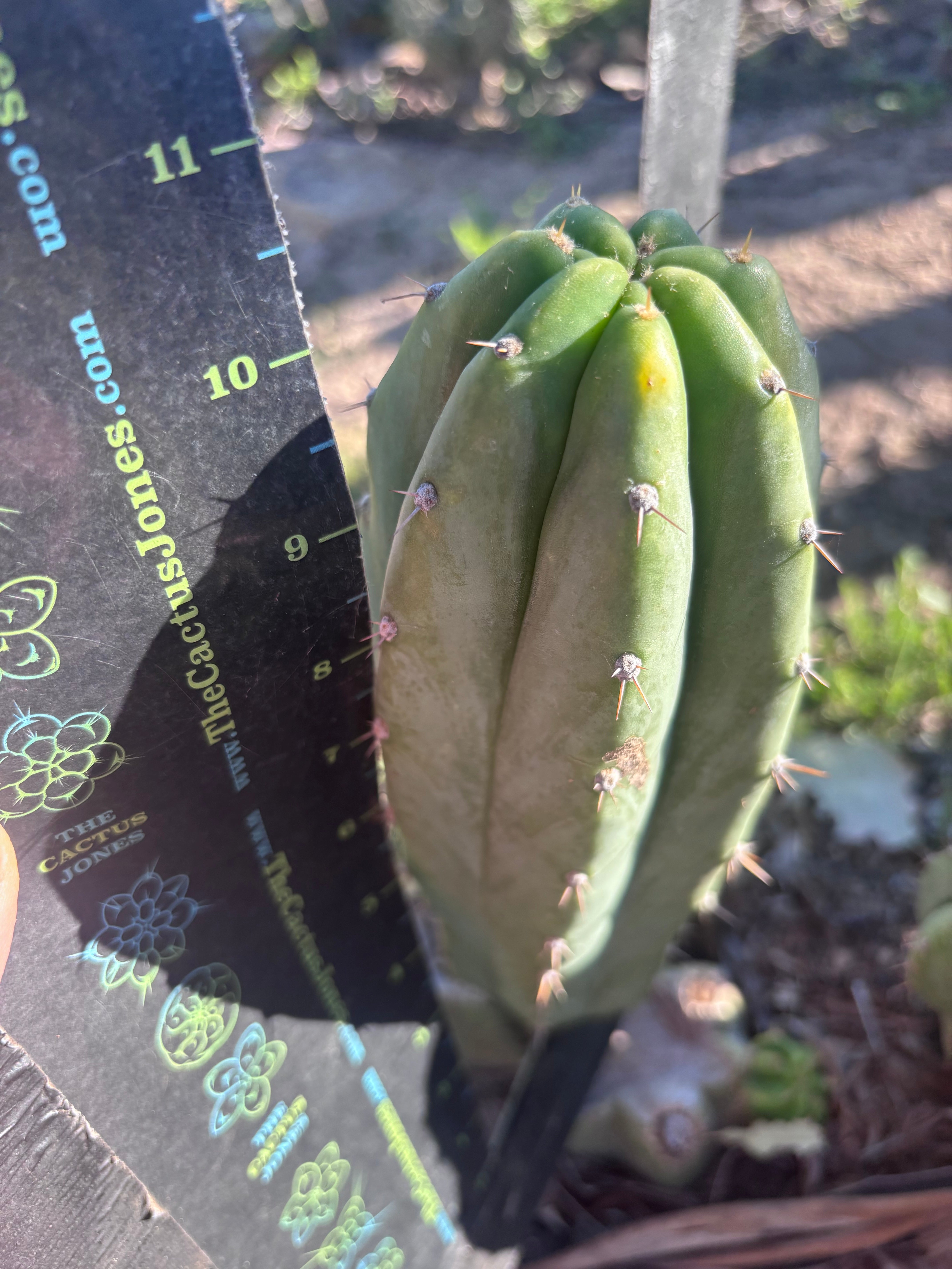 👑🌶️🌶️ Landfill — Chonky 9” Pup