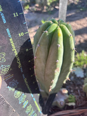 👑🌶️🌶️ Landfill — Chonky 9” Pup