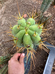 👑🌶️ Nash — 10” Pups