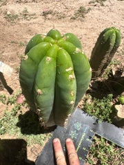 👑🌶️🌶️ Landfill — 11” Pup