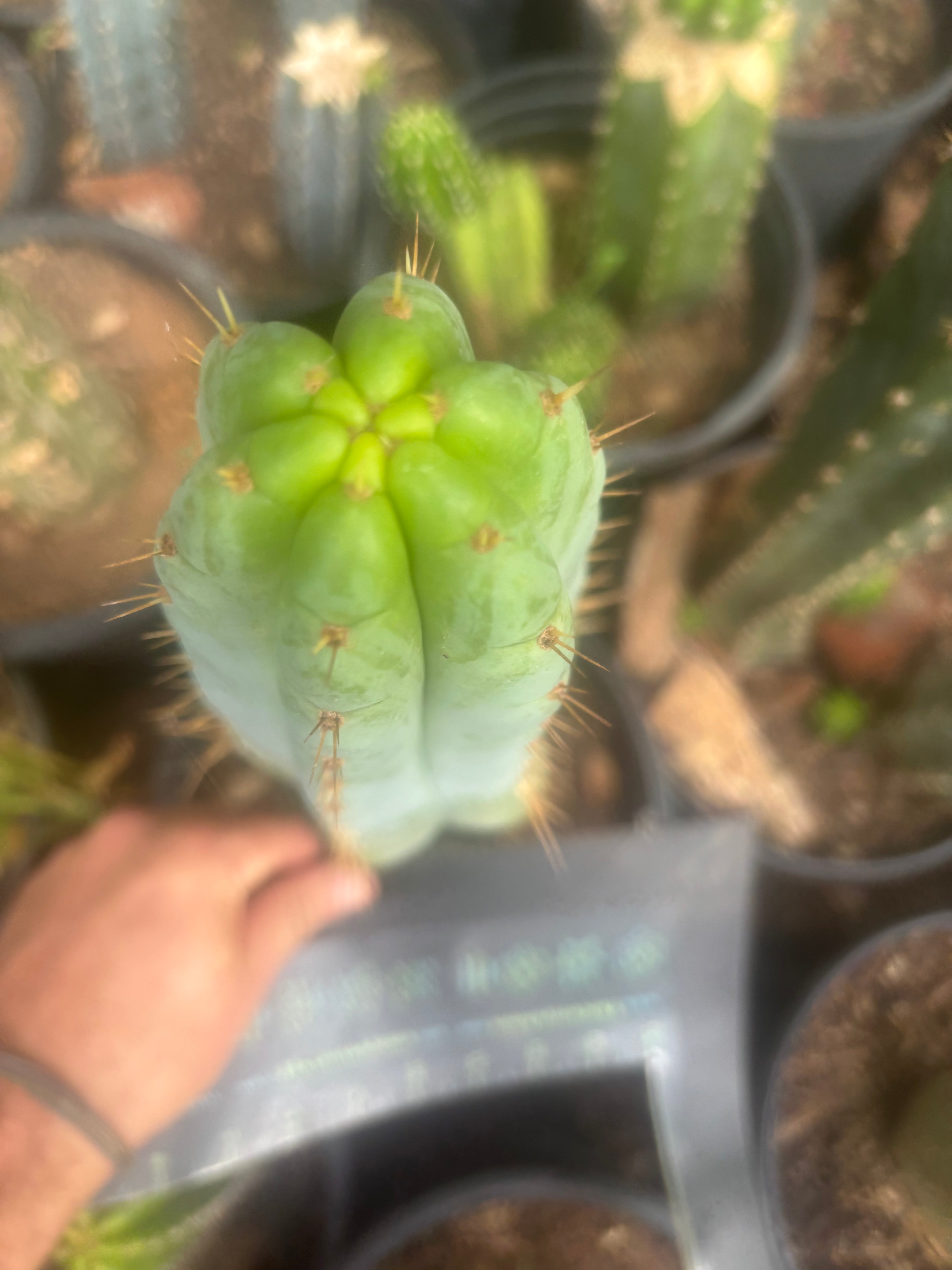 💎🌶️🌶️ NOM — XL 12” Tip