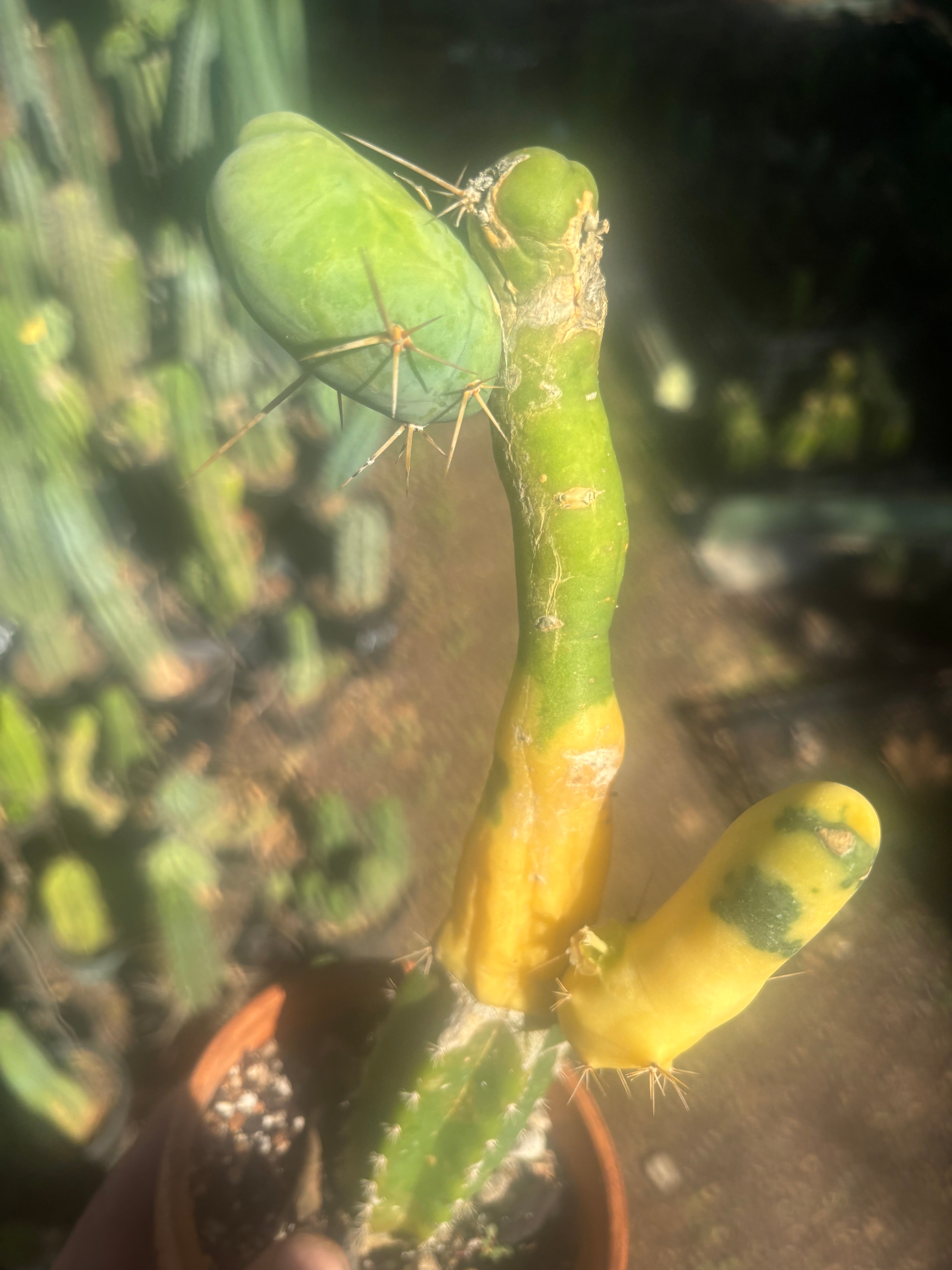 💎👑💎🌶️🌶️ TBM-b Variegated— Long Established Graft on Rooted Stock