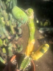 💎👑💎🌶️🌶️ TBM-b Variegated— Long Established Graft on Rooted Stock