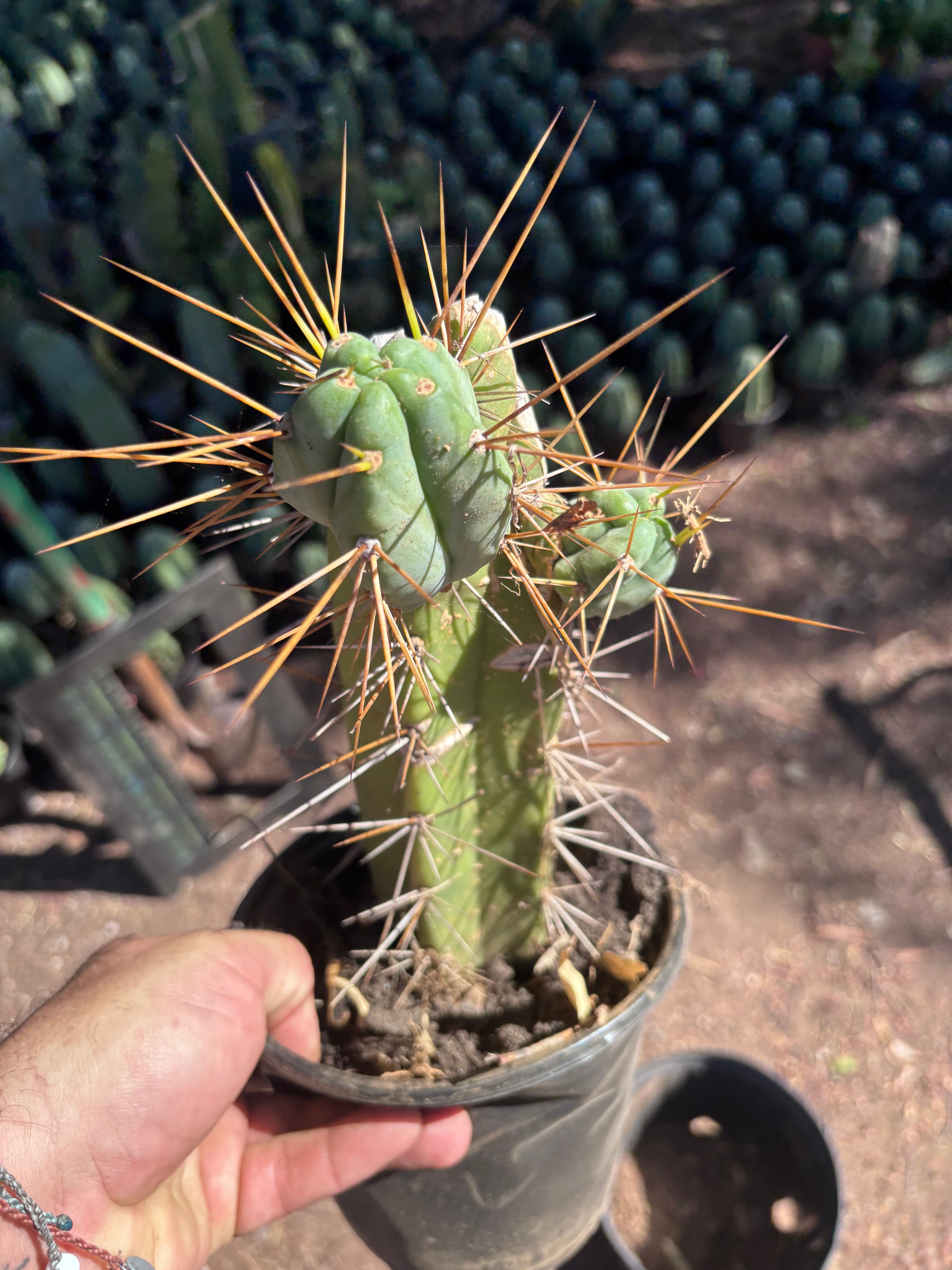 👑🌶️ Chucky — Rooted 10” Pupping Mid