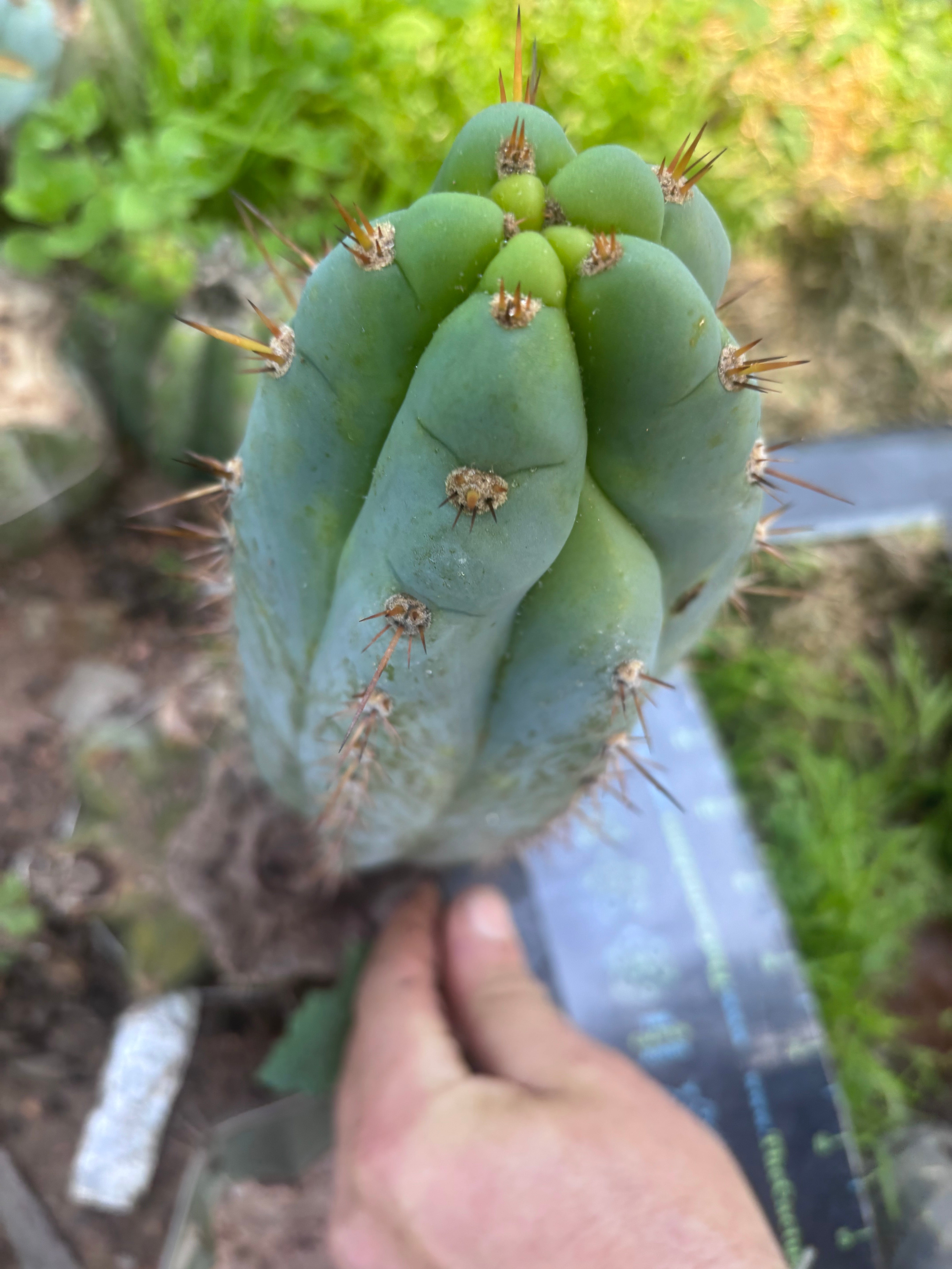 💎👑  Bart (Monassa Blue) — Fat 9” Pup