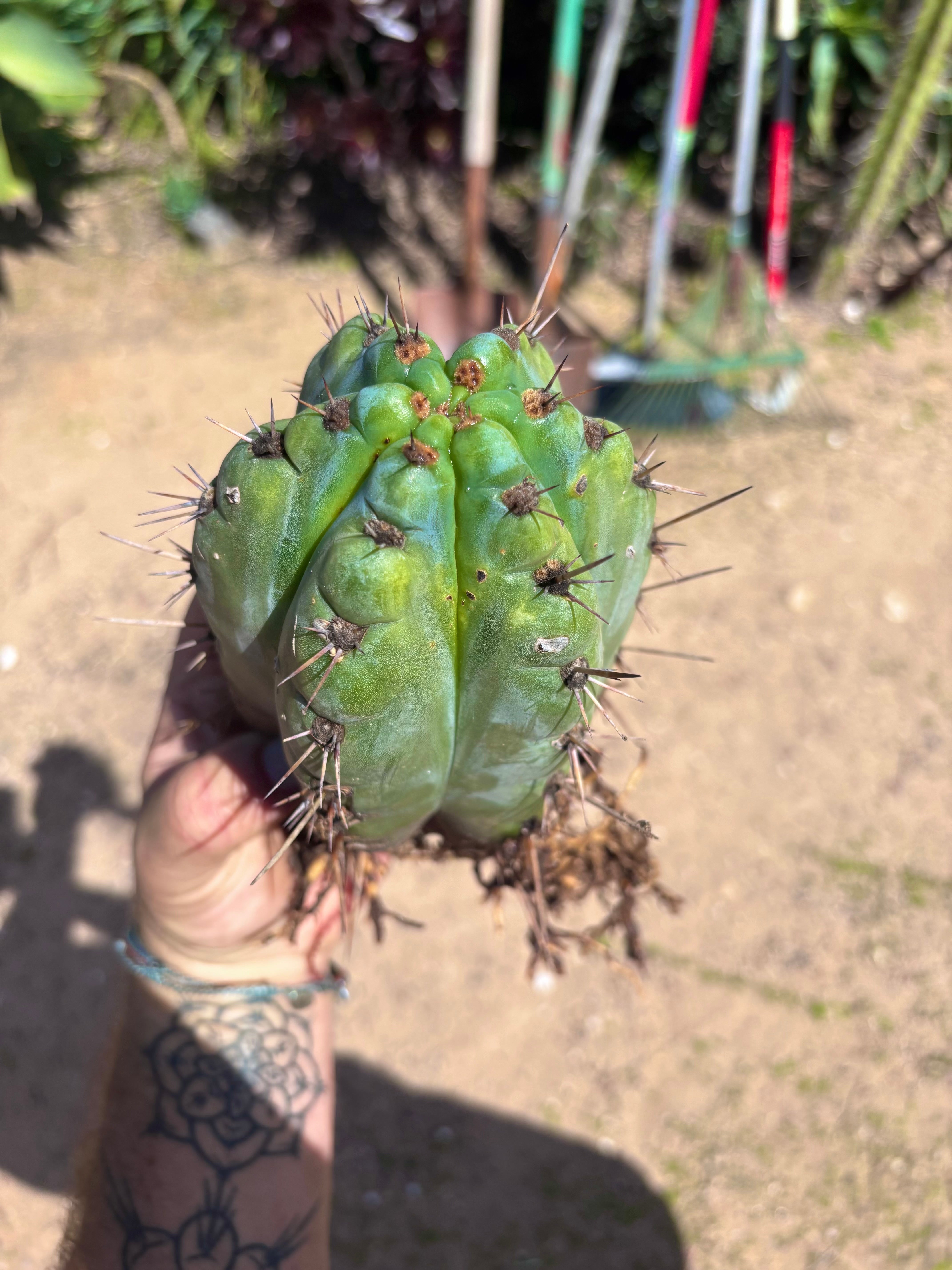 💎👑💎 Papa Smurf — Fat Rooted 8” Notch Bomb