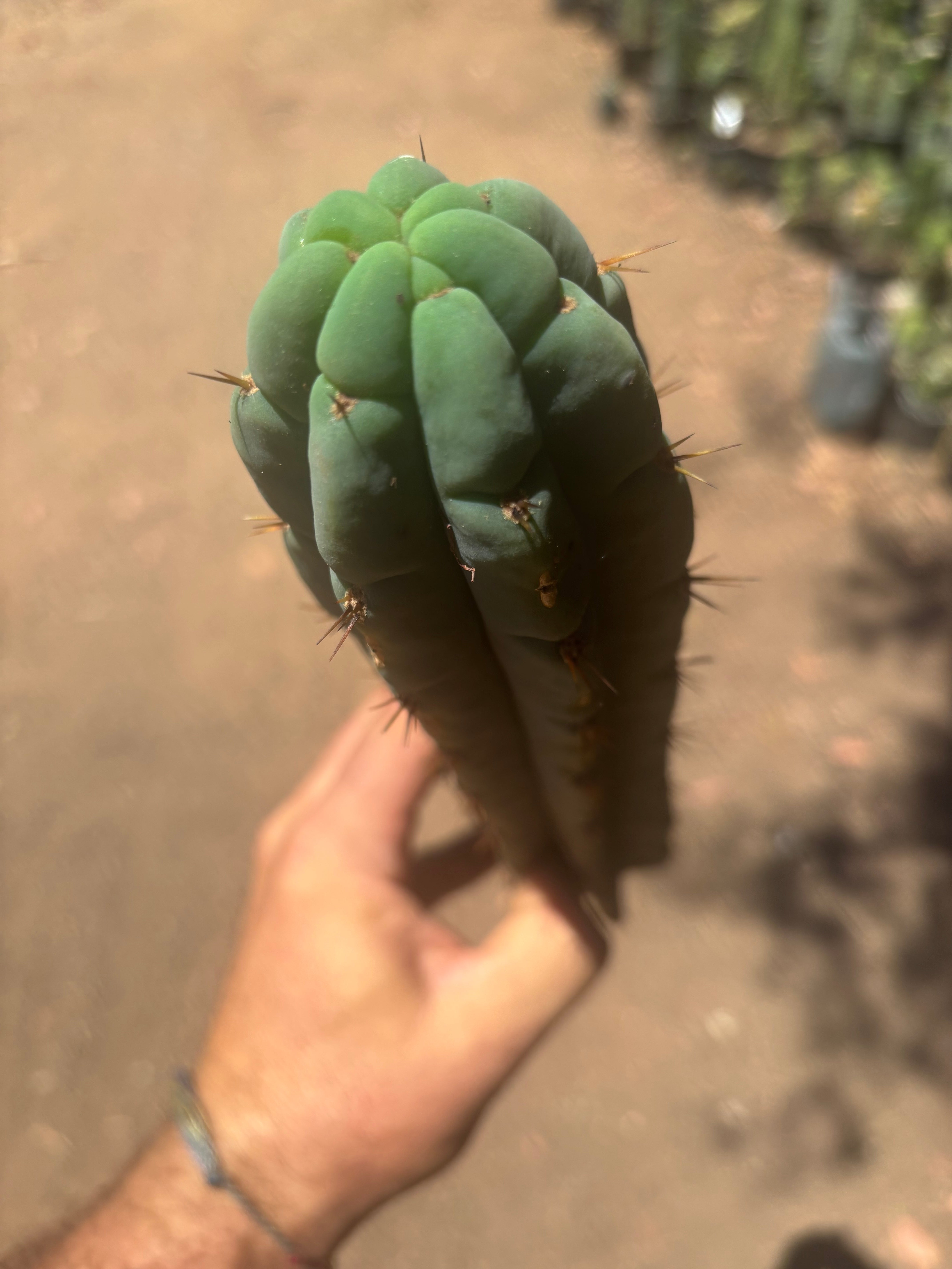 👑🌶️🌶️ Austy’s Bomb — 11.5”Tip