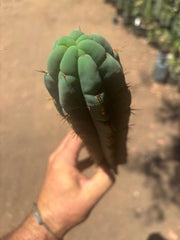 👑🌶️🌶️ Austy’s Bomb — 11.5”Tip
