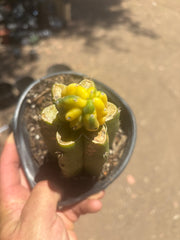 💎👑 Dr Funkenstein — Tip Graft