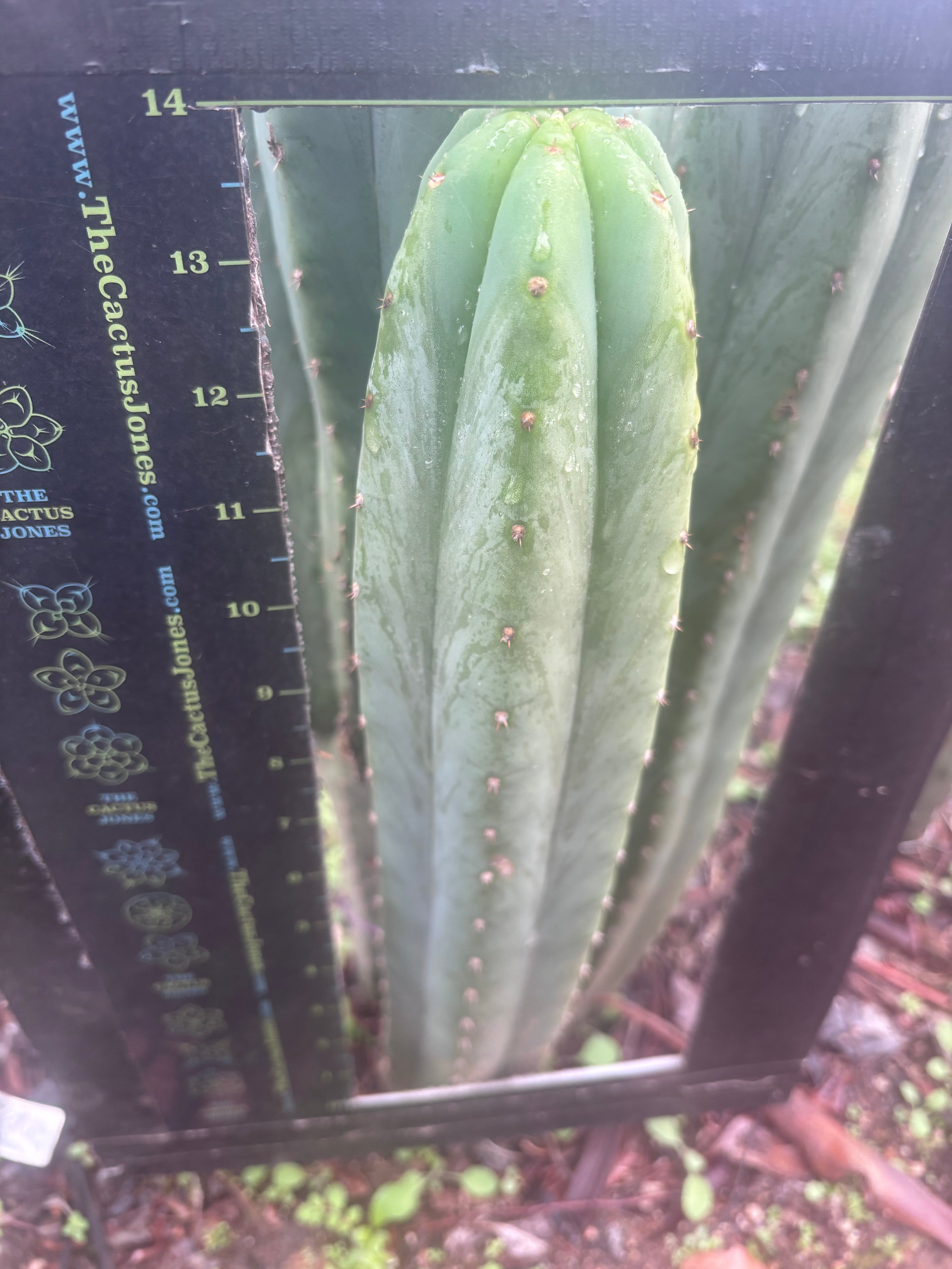 💎👑🌶️ Davy — XL 14” Tip