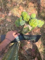 👑🌶️🌶️ TBMC — XXL Graft