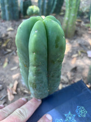 💎👑💎🌶️ Ferah! — 6.5” Pup