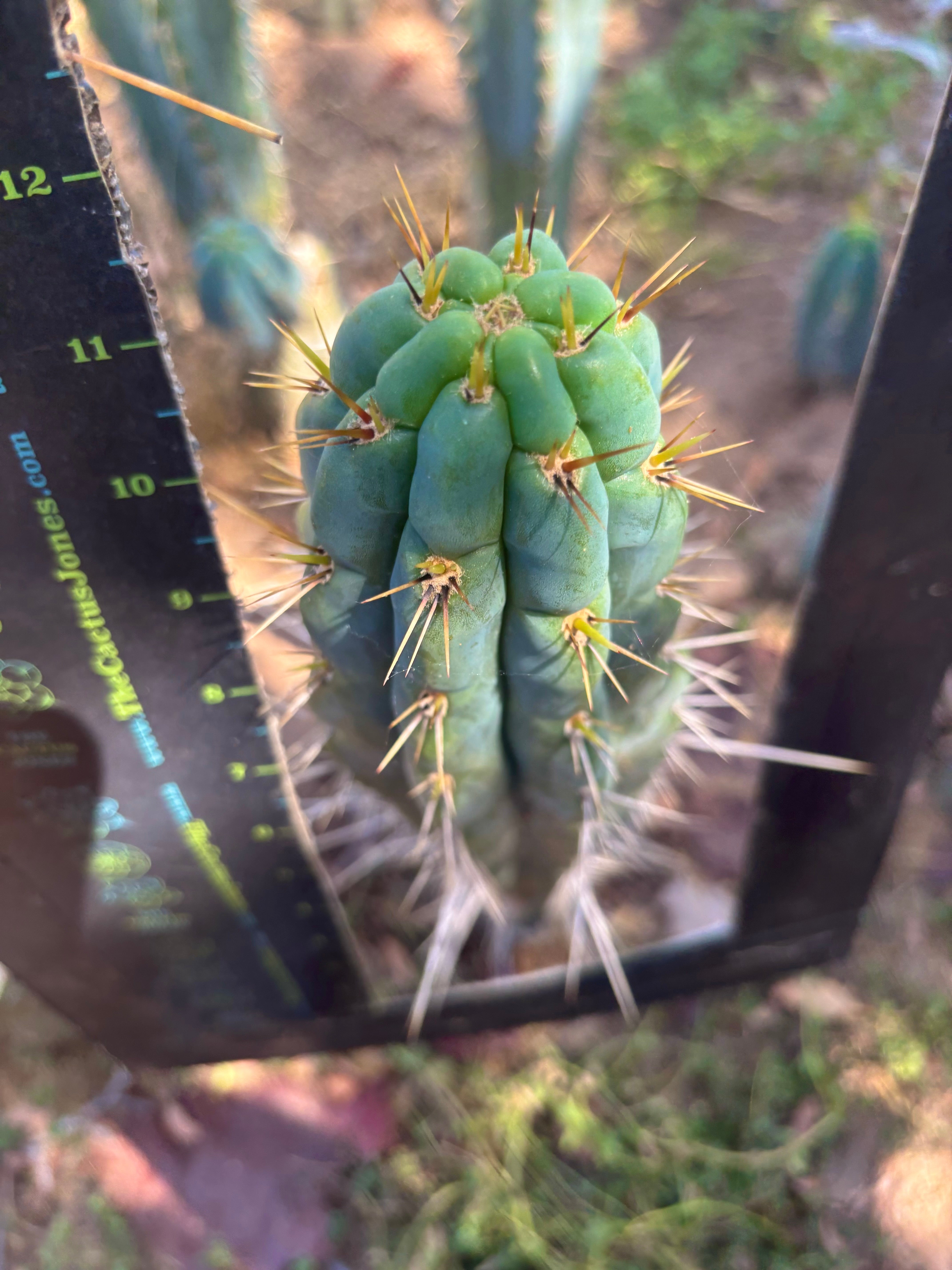 👑 Chala, The Backeburg Clone — 11.5” Tip