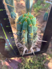👑 Chala, The Backeburg Clone — 11.5” Tip