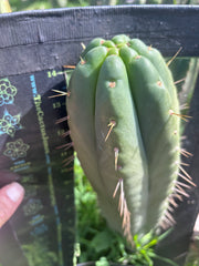 👑💎🌶️ Yowie — Beefy XL 15” Pup