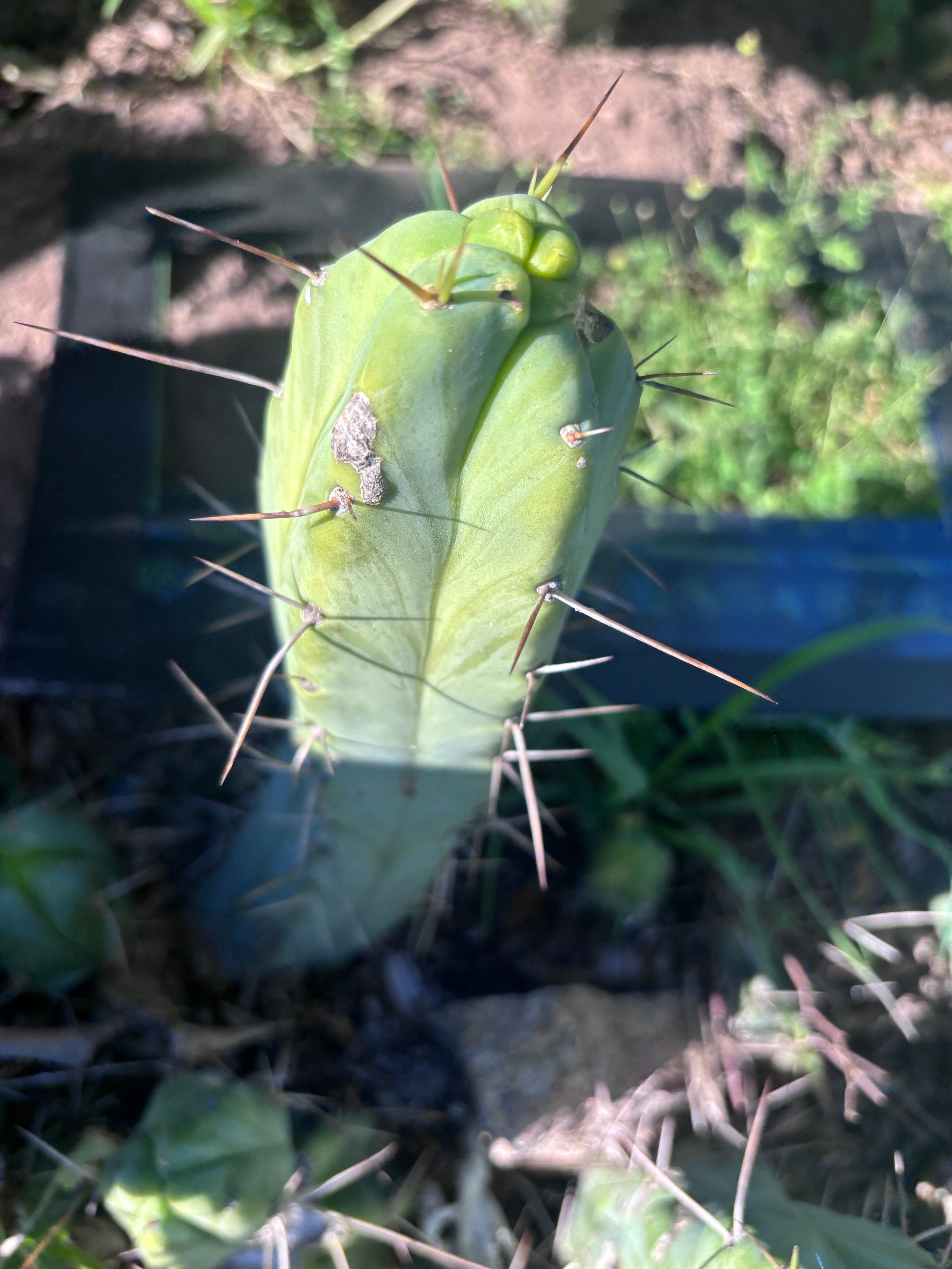 👑🌶️  Mel — 11” Pup