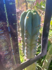 🌶️🌶️ NoidTwo — 9.5” Pup