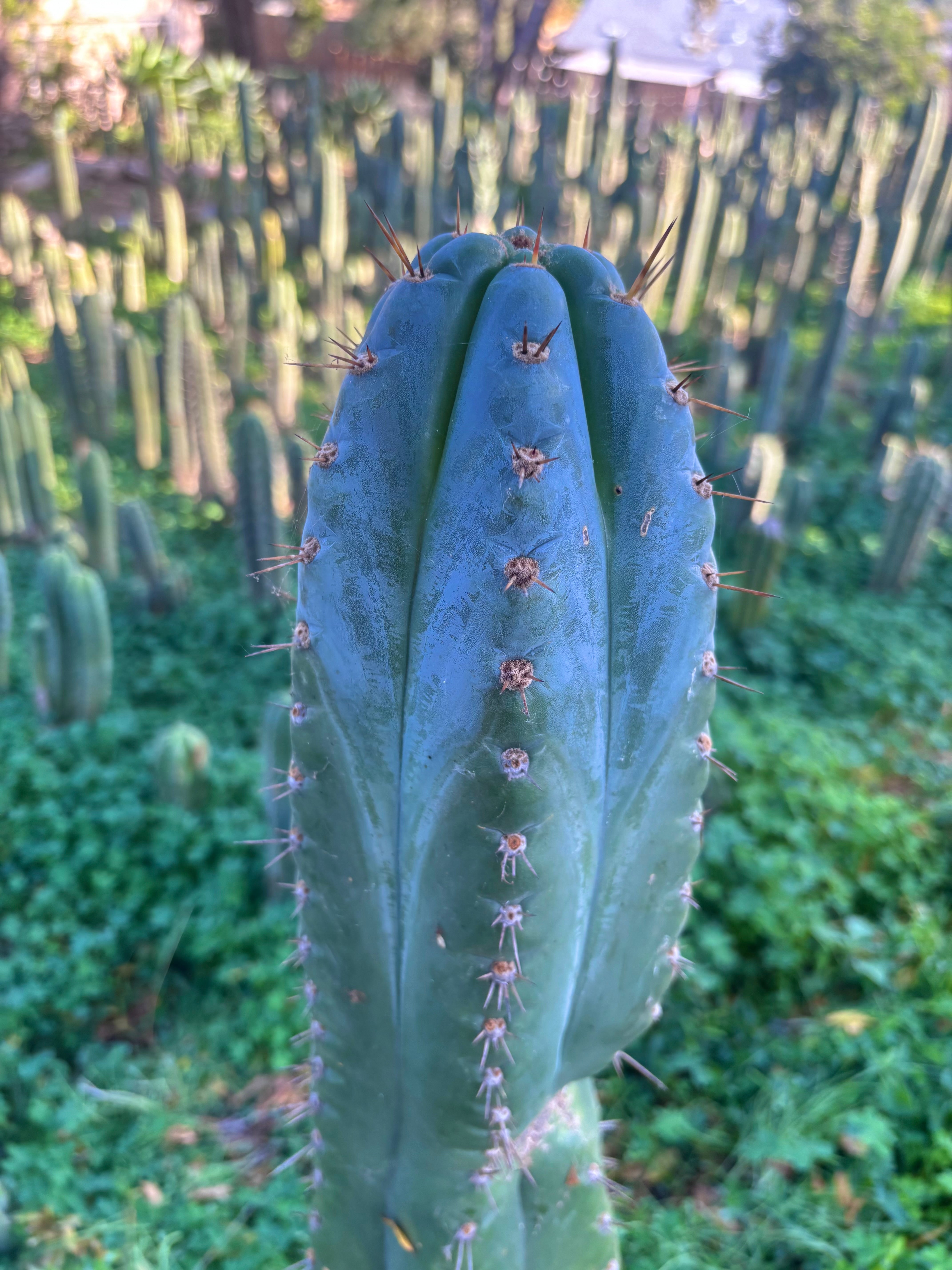 💎👑💎 Papa Smurf — XXL 14” Tip