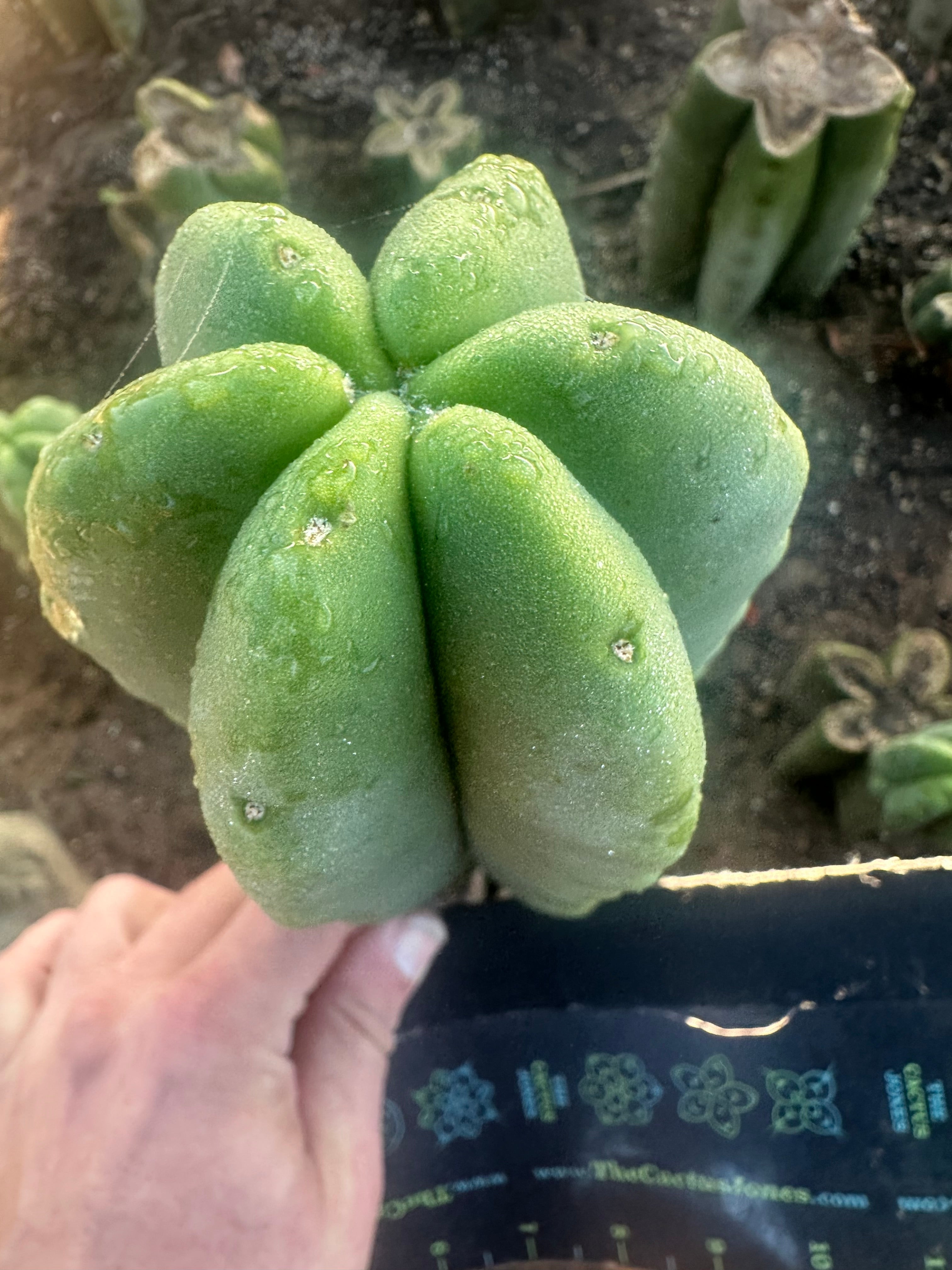 💎👑💎  Ferah! — Chunky 7” Tip