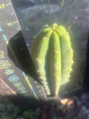 👑🌶️🌶️ Landfill — 11” Tip