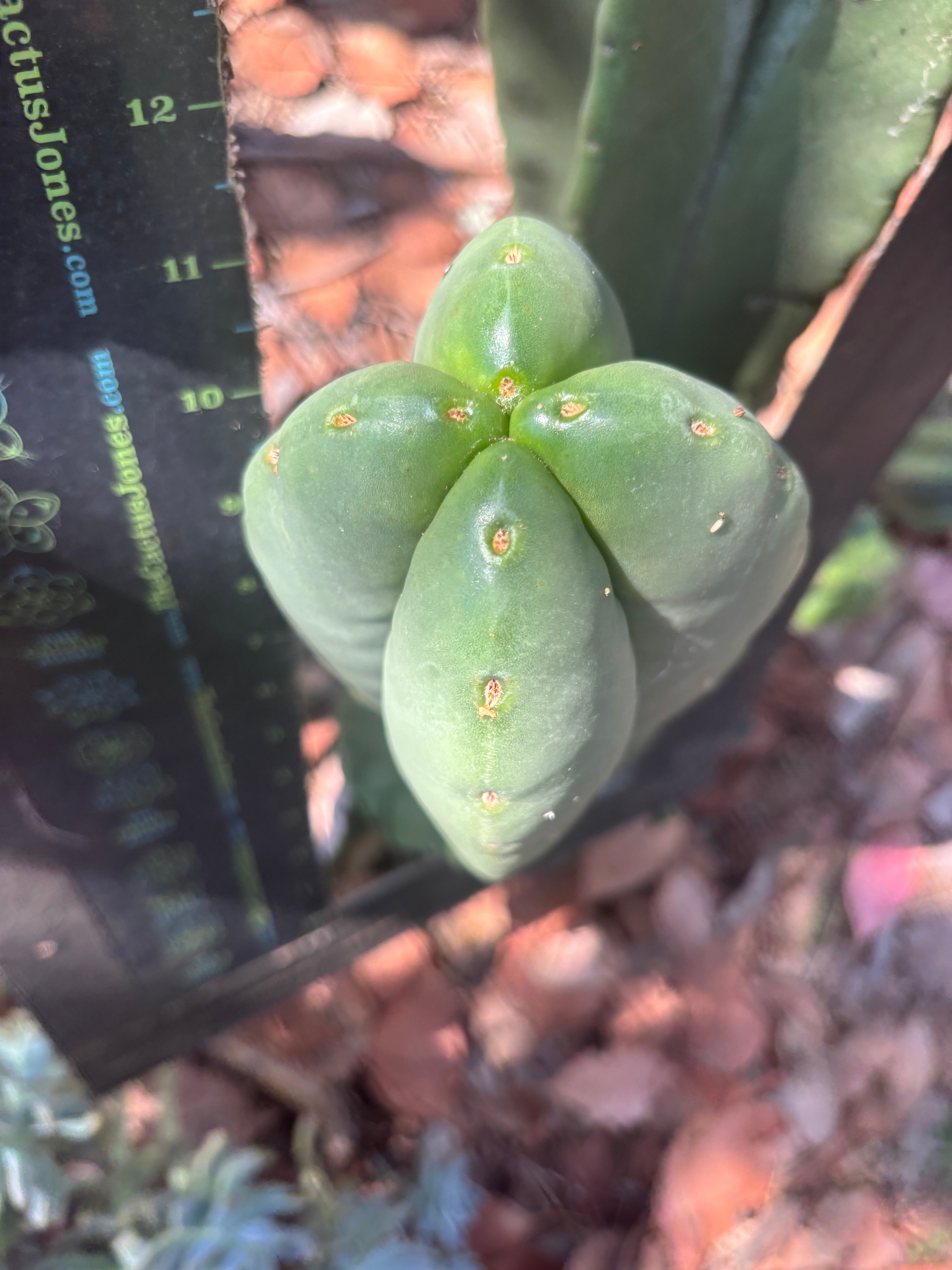 💎👑 Aussie Scop — 11” Fourwang Balloon Tip