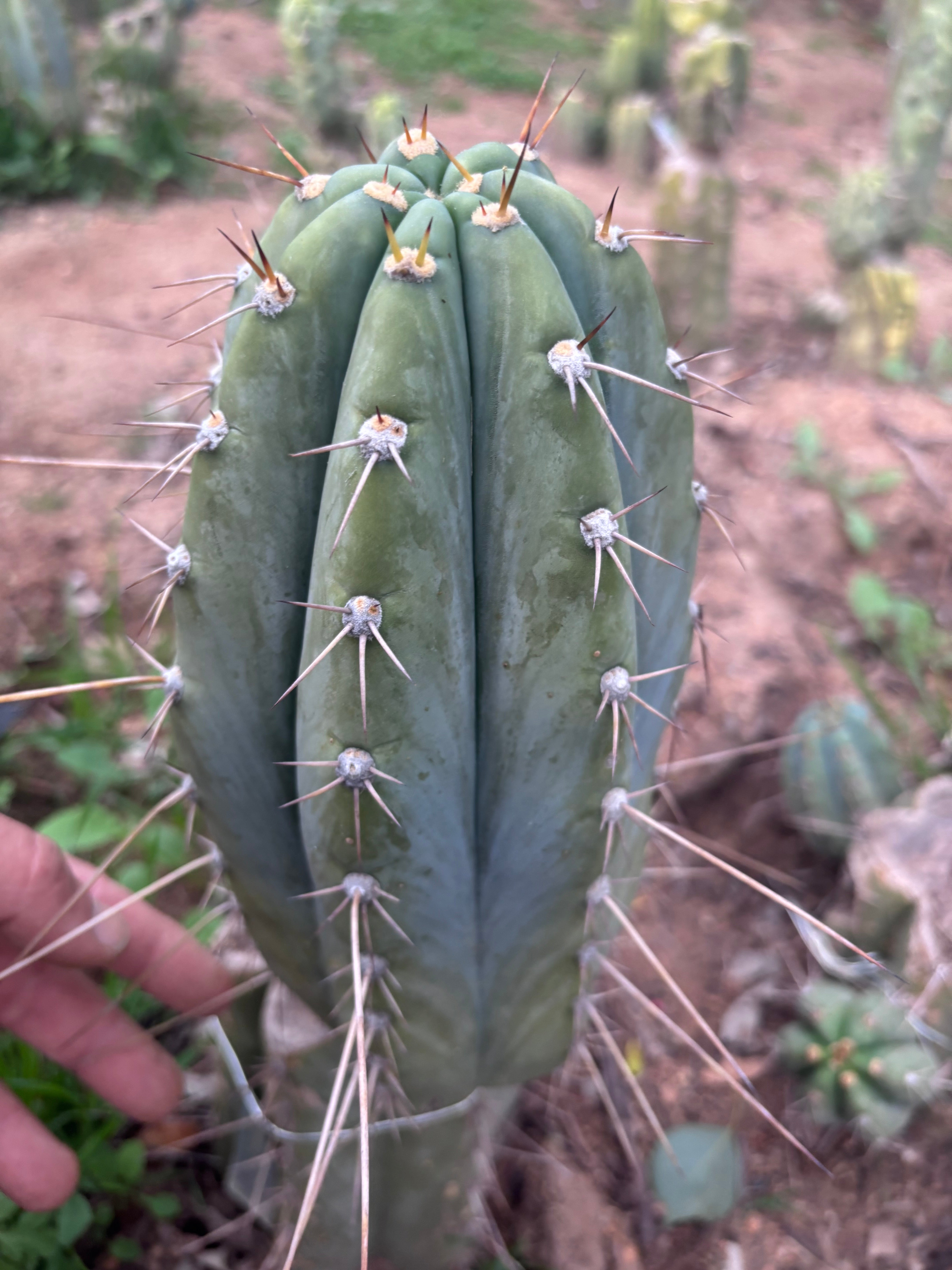 👑🌶️ CGG — 10” Melon
