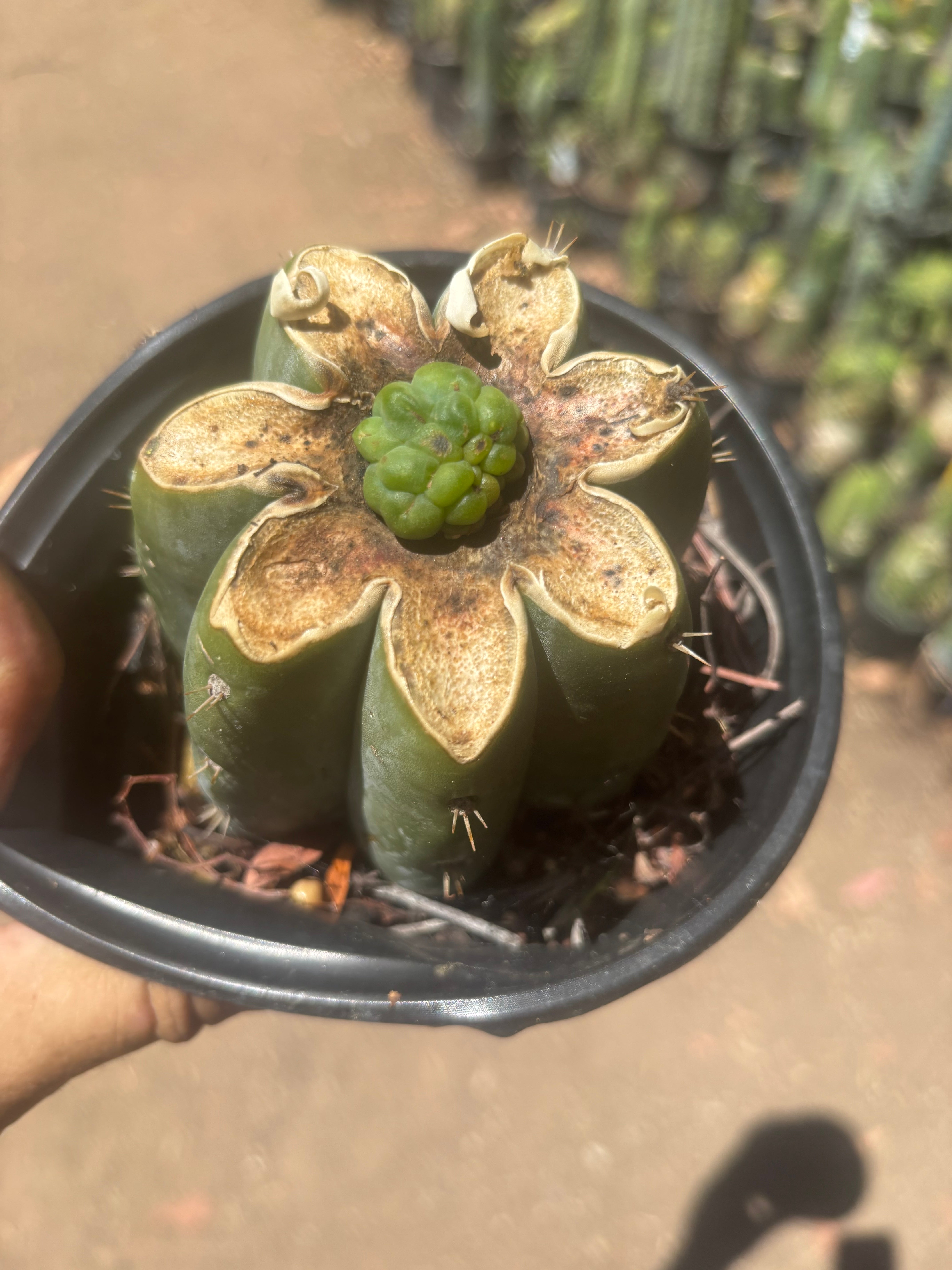 💎👑💎 Havran — Pup Graft on Rooted Shine01