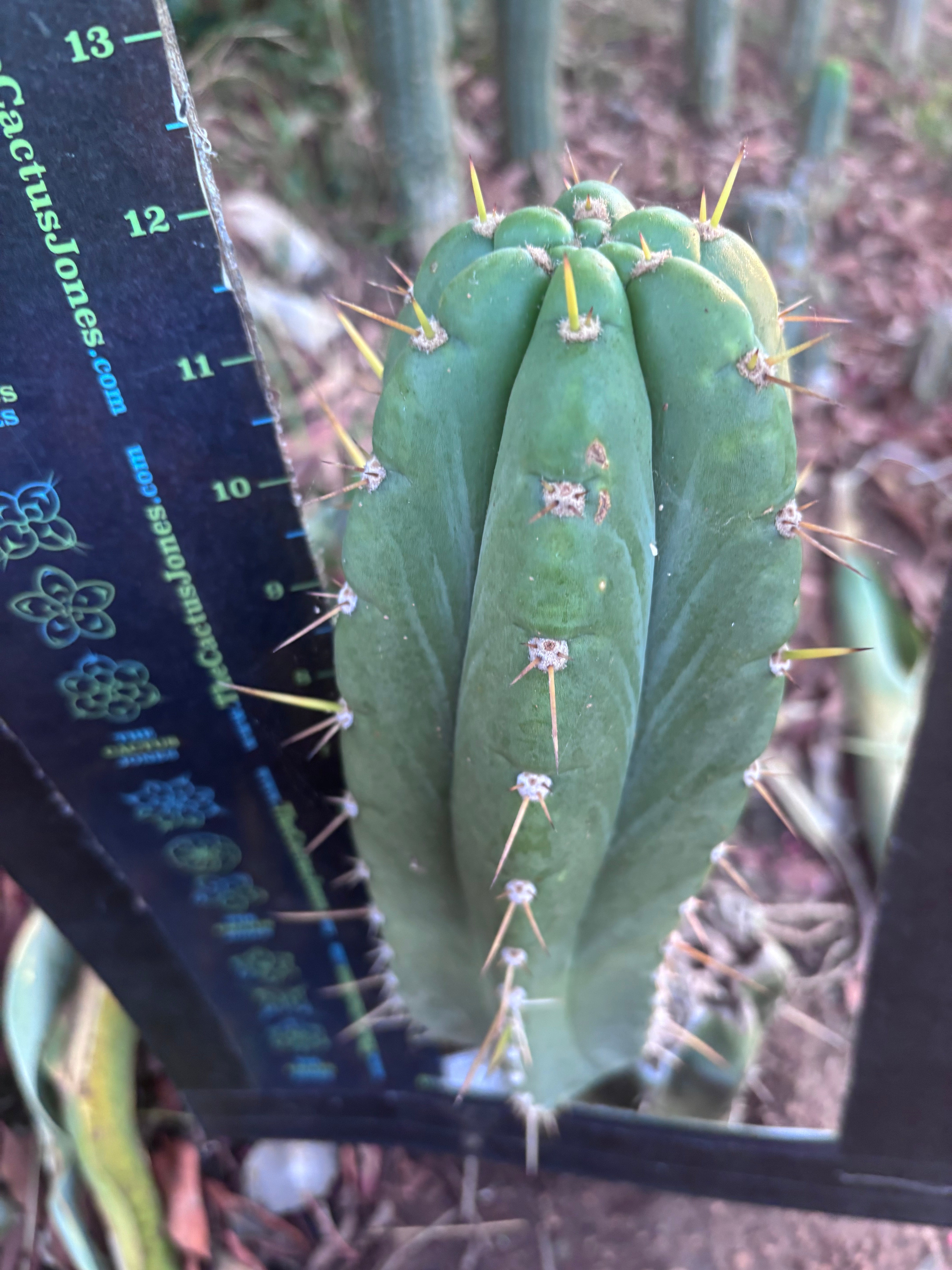 👑🌶️ Maranonensis — Thick 12” Pup