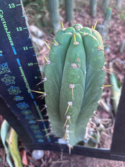 👑🌶️ Maranonensis — Thick 12” Pup