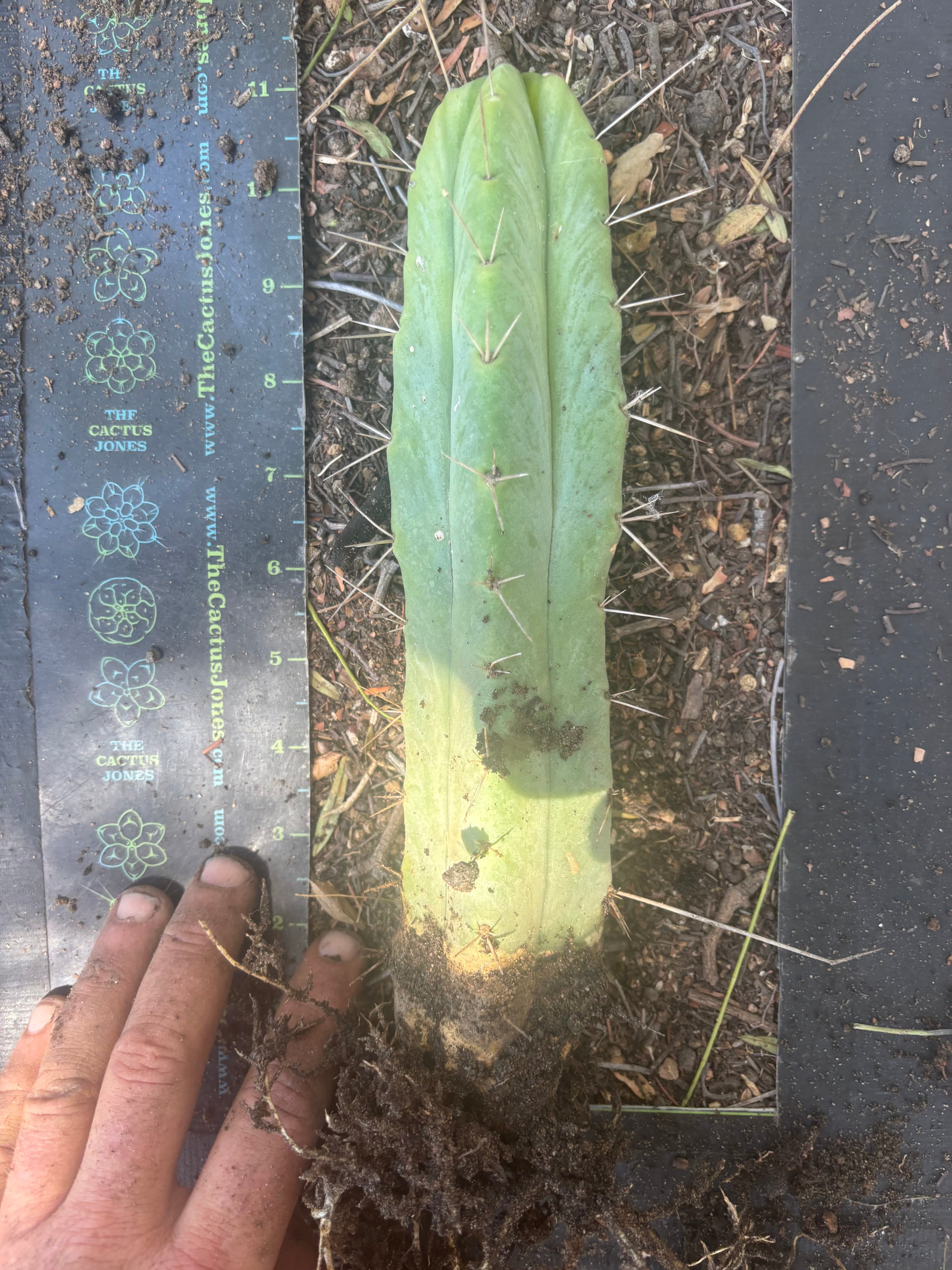 👑🌶️🌶️ Eileen — Fully Rooted 11” Tip