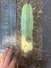 👑🌶️🌶️ Eileen — Fully Rooted 11” Tip