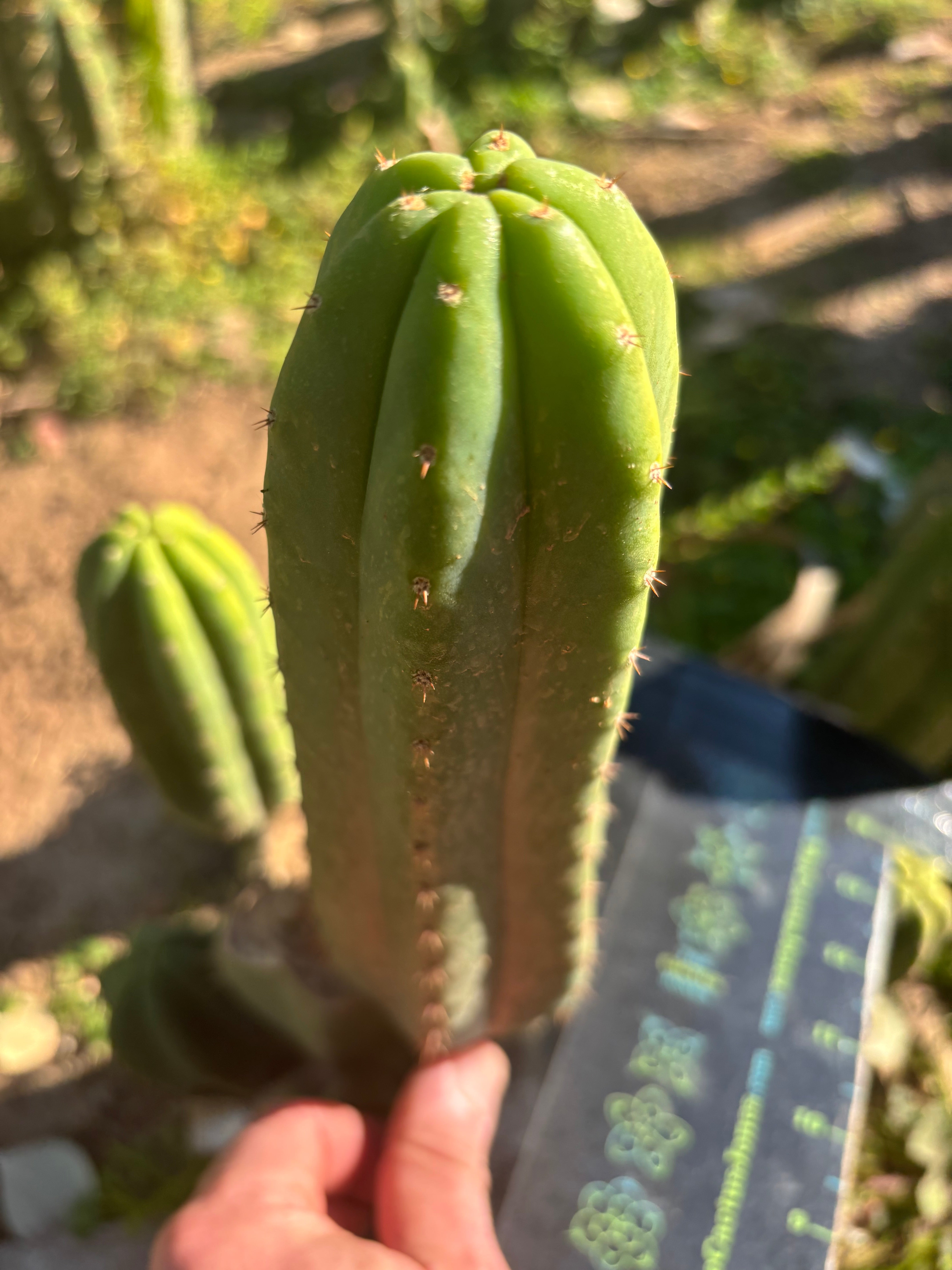👑🌶️ Davy — Perfect 9” Pup