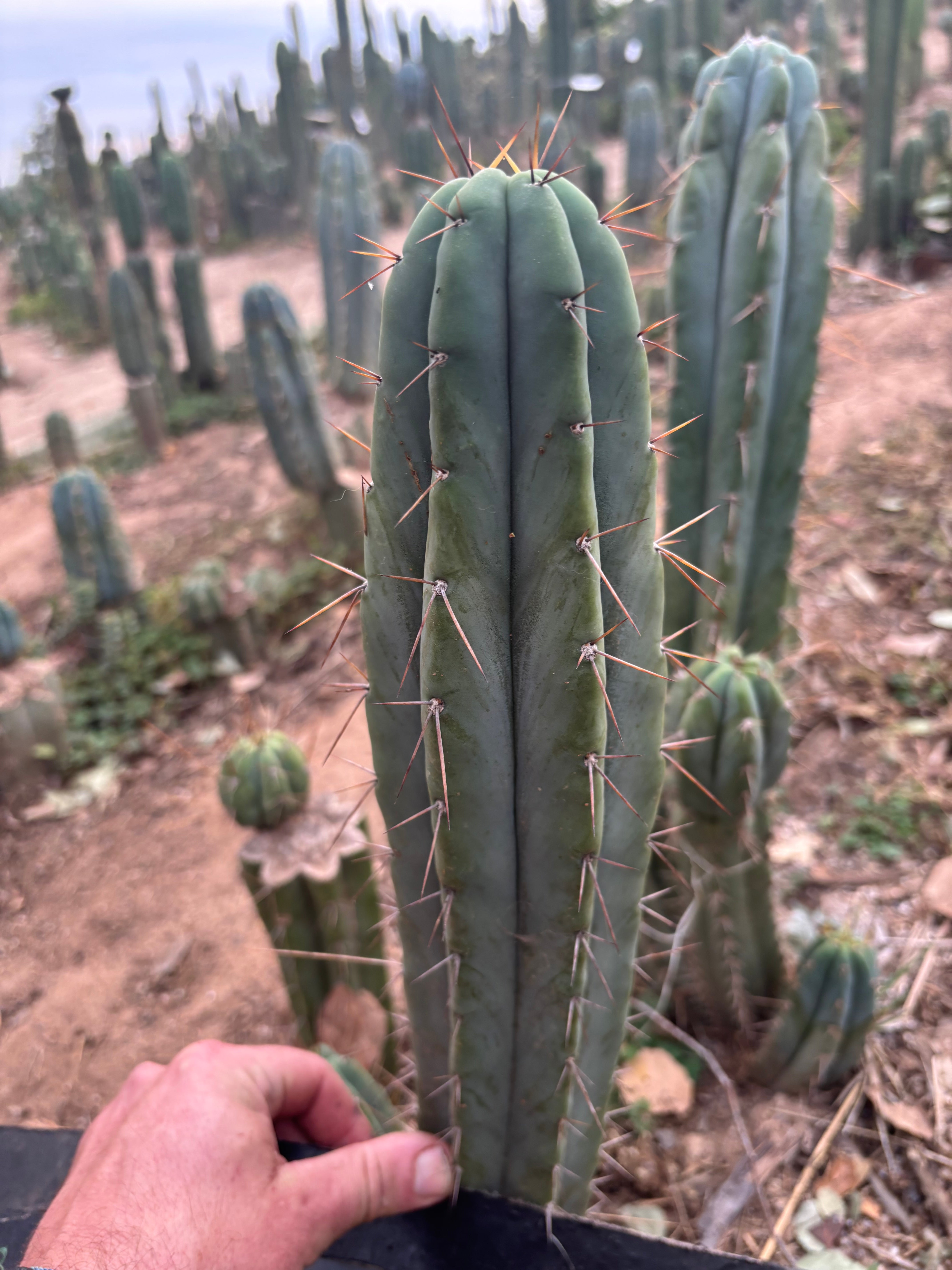 👑🌶️ CA1 Sherman — 12” Tip