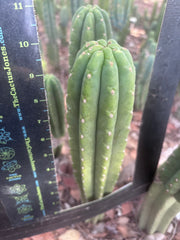 👑🌶️ The Field’s Pachanoi — 10” Tip