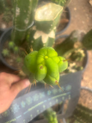 💎👑🌶️ Sam02  — 7” Tip