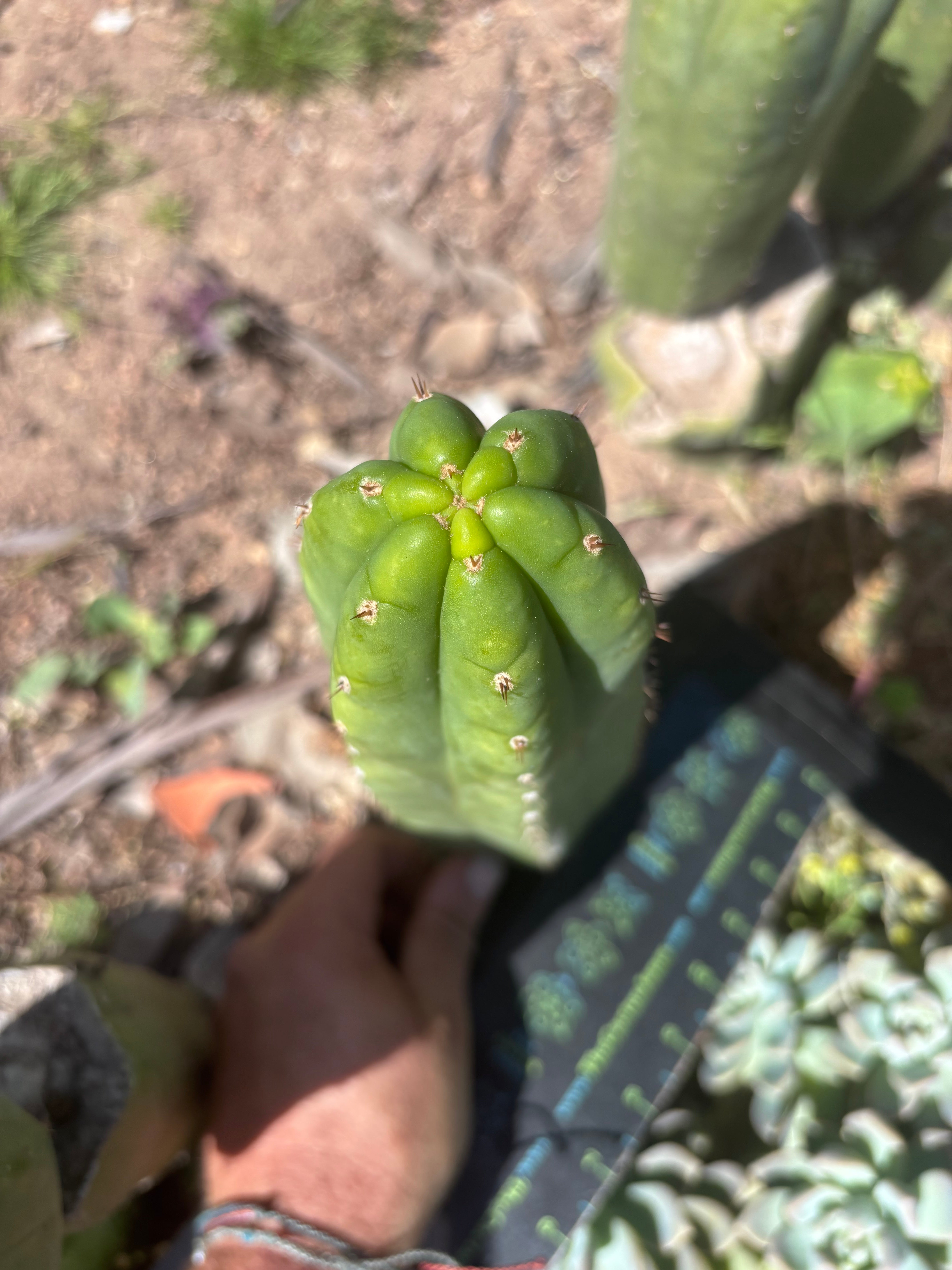 👑🌶️🌶️ Ogun — 11” Pup