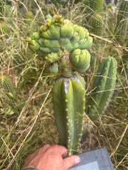 👑🌶️🌶️ TBMC — XL Graft