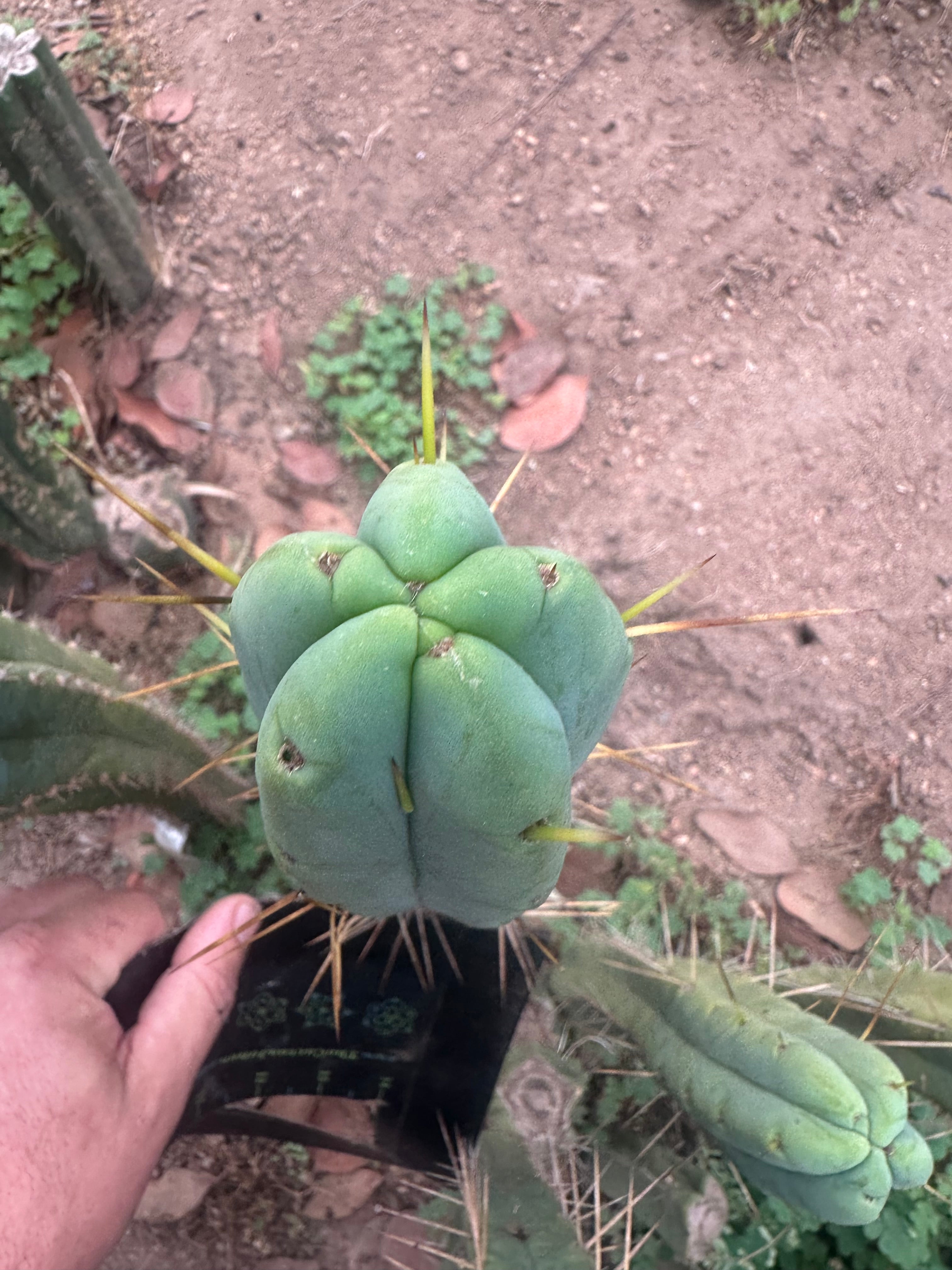 👑🌶️ Psycho0’ x SS02 — 10” Tip