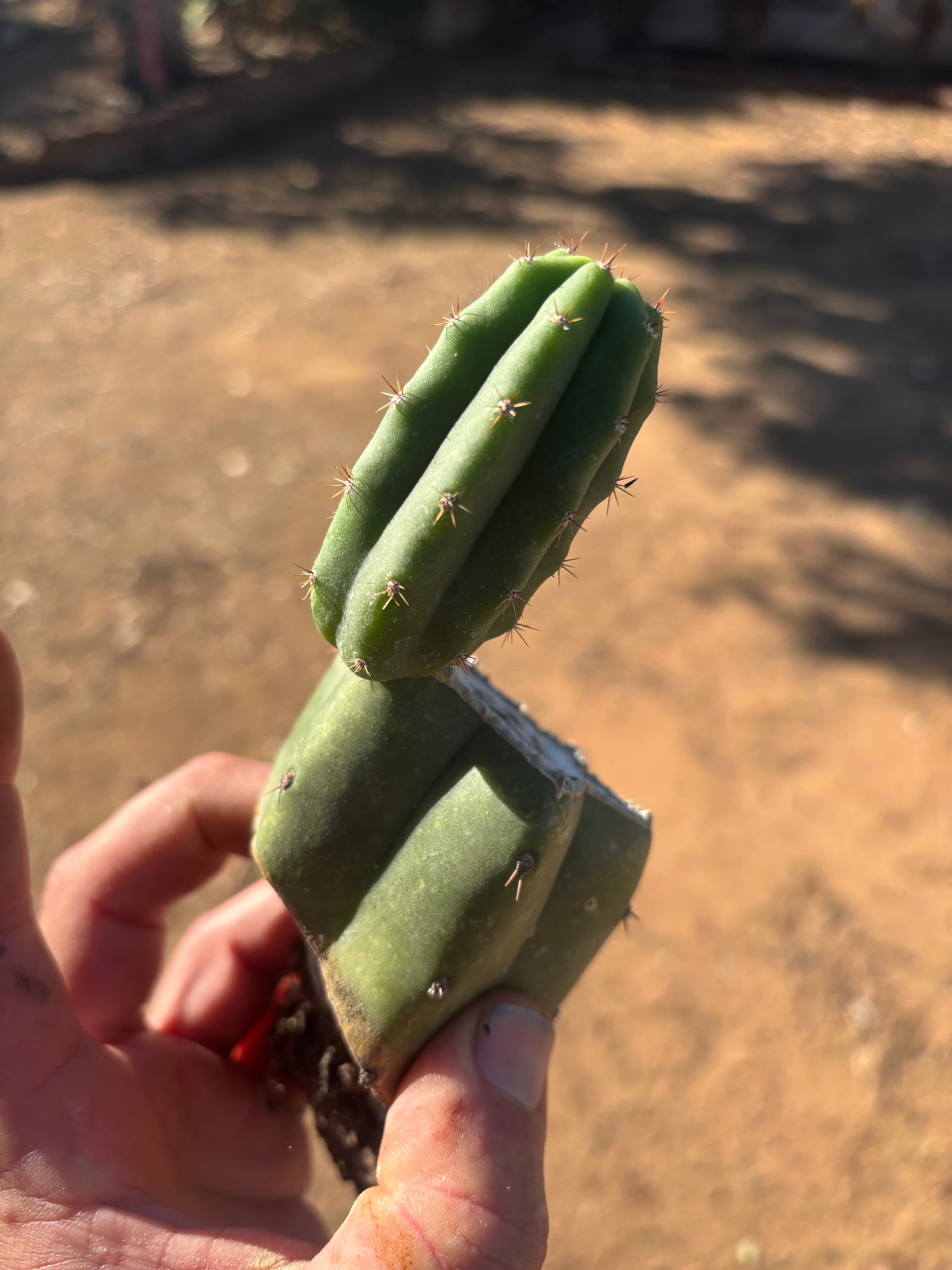 👑🌶️🌶️ Landfill — Small Rooted Mid