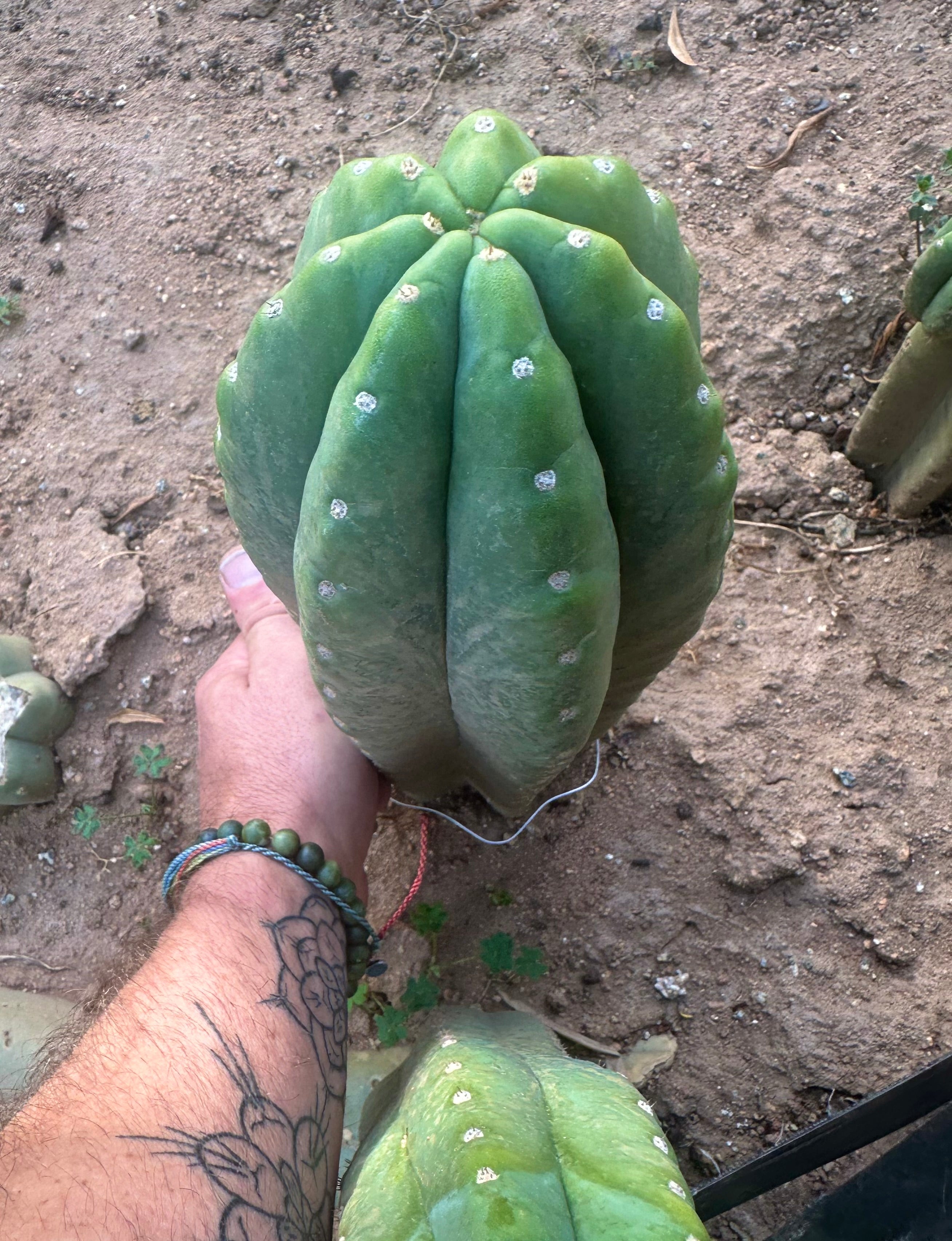 💎👑🌶️ Pierre — FAT Tip
