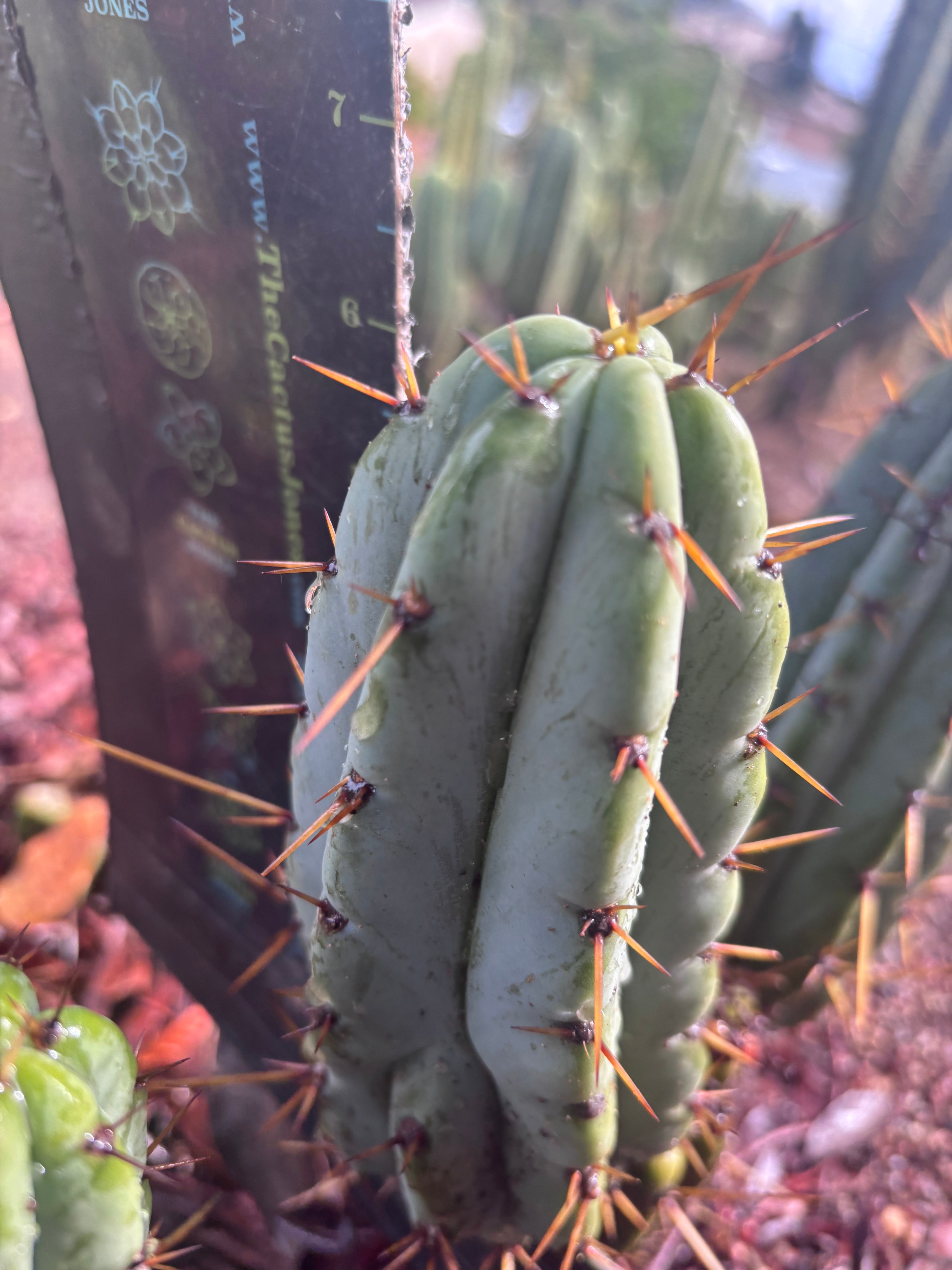 👑🌶️🌶️ Pala! — The Sunday Pup