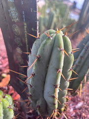 👑🌶️🌶️ Pala! — The Sunday Pup