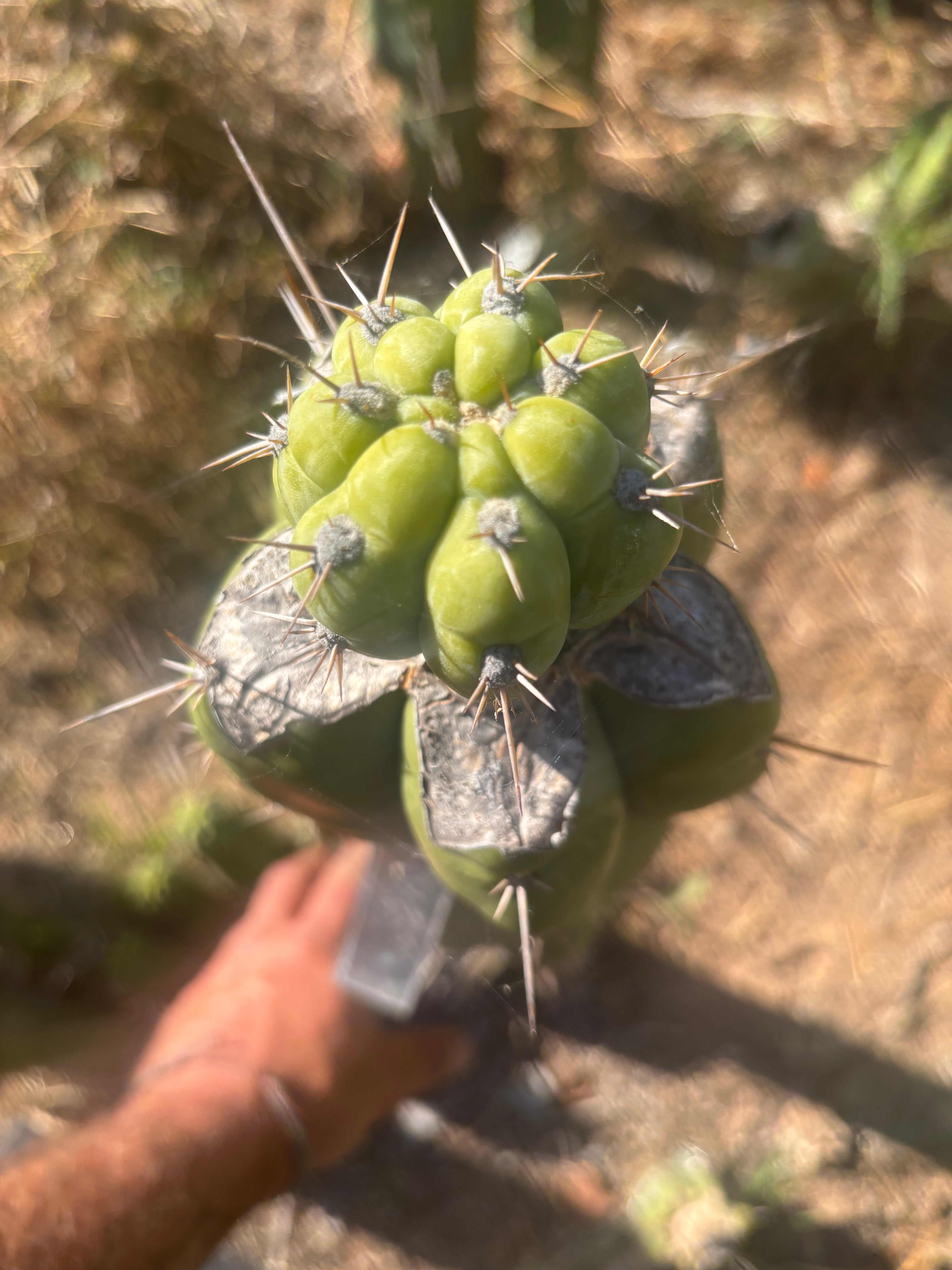 💎👑💎  Nubs! — XL Pup Graft